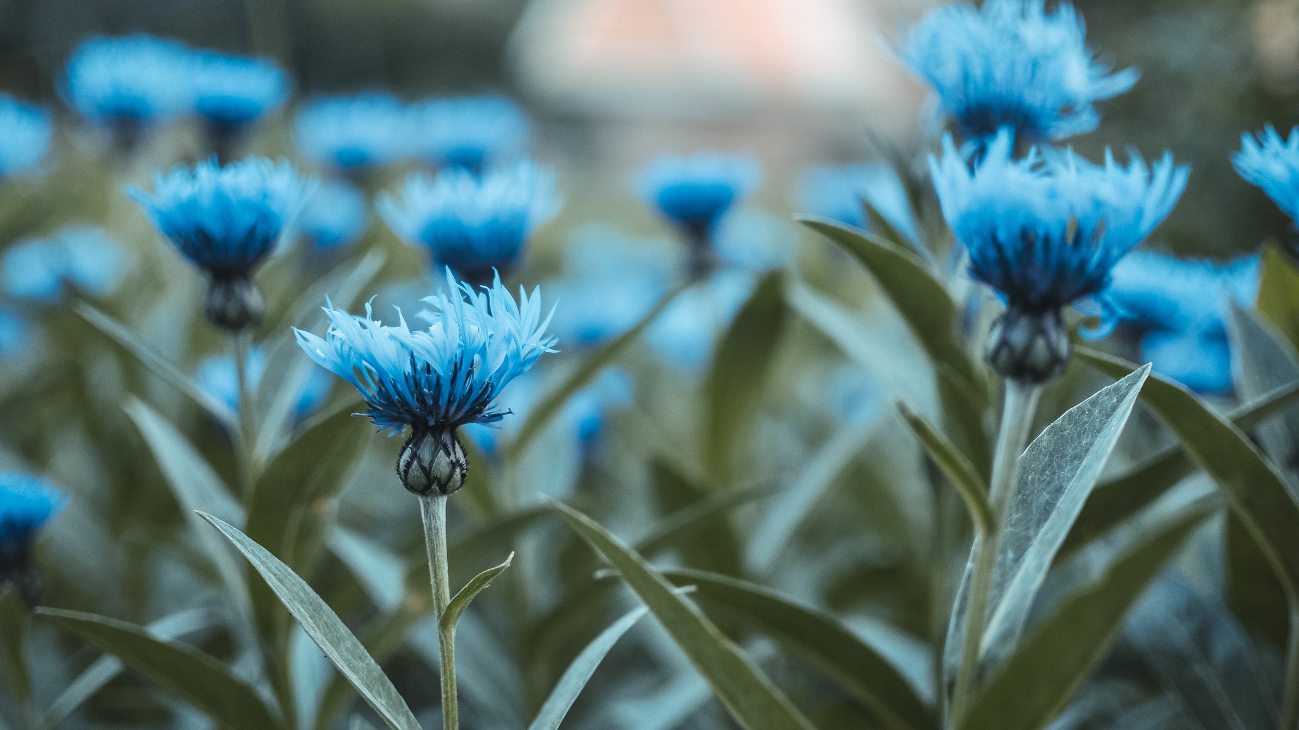 Blue Flower Wallpaper (61+ images)