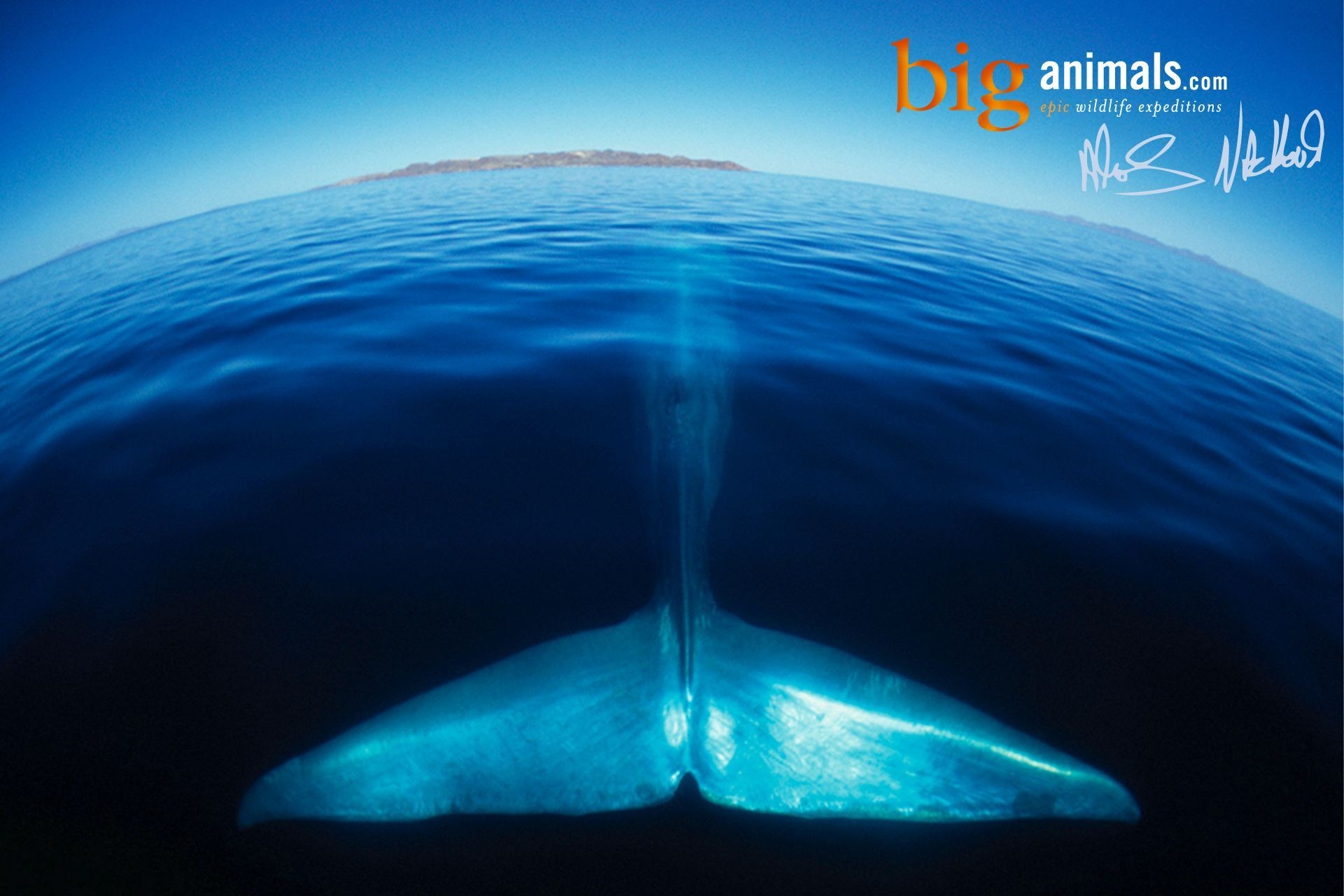 1920x1280 Blue Whale Cool Wallpapers 12028 - Amazing Wallpaperz
