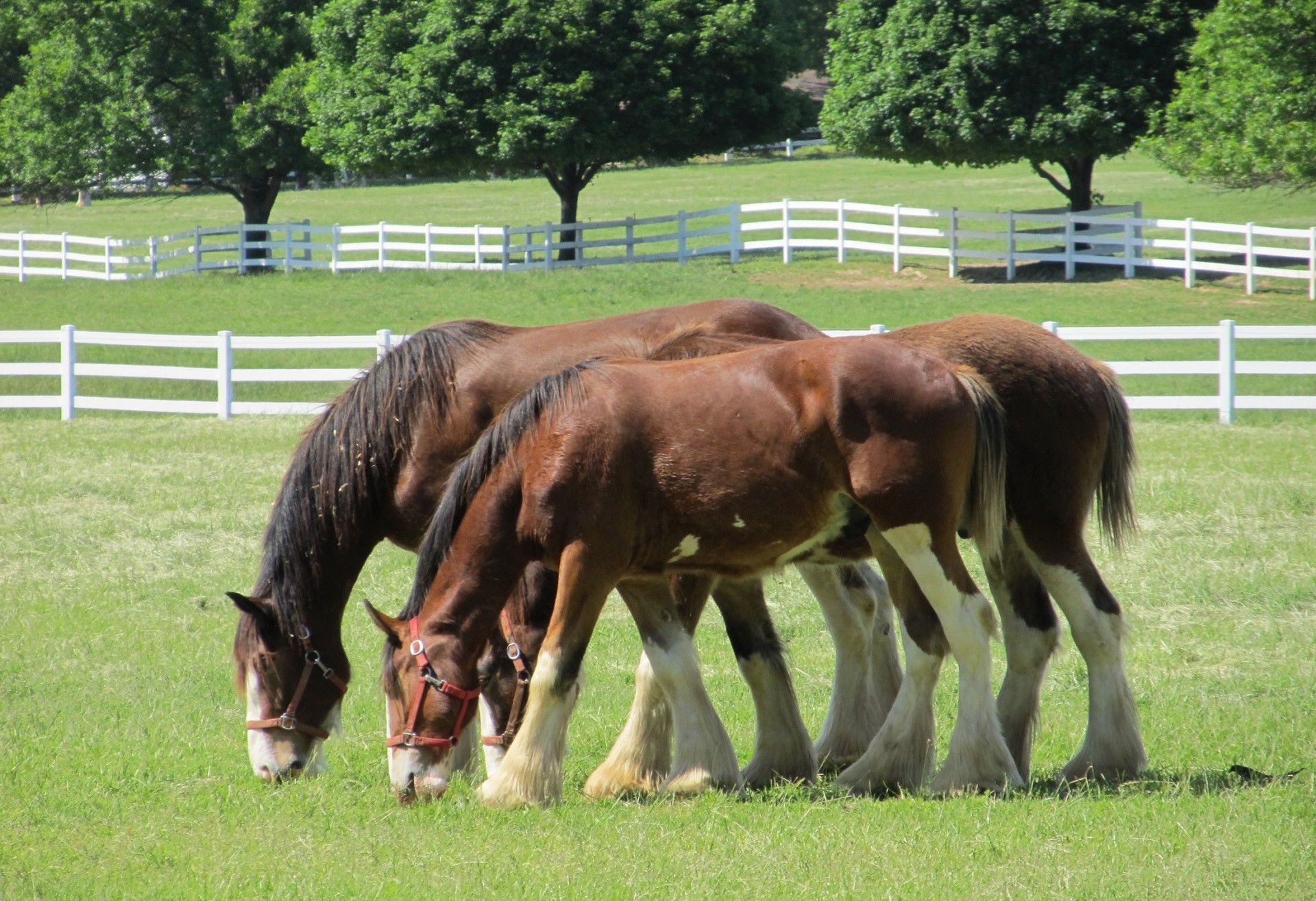 1920x1316 Clydesdale Horses
