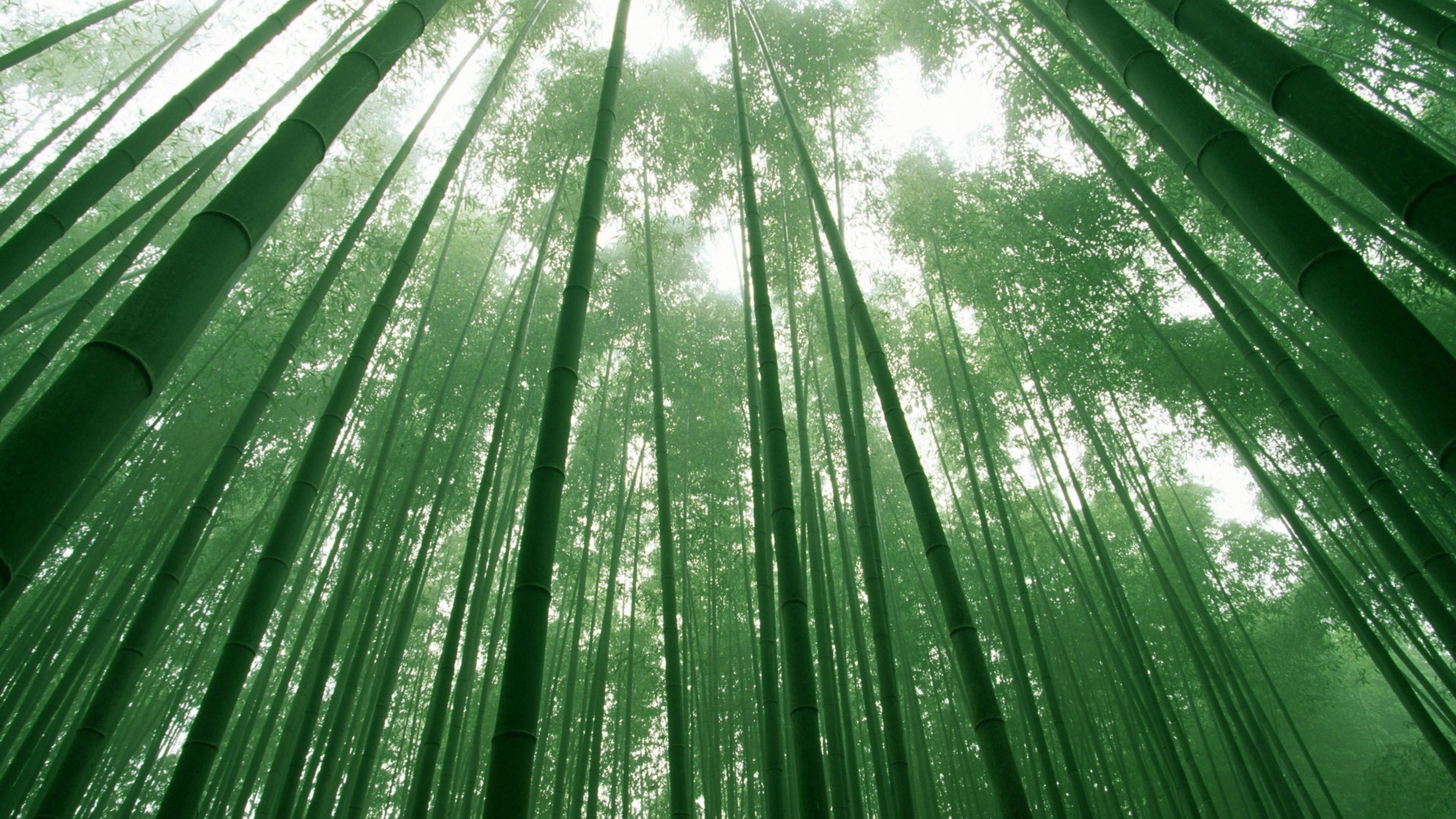 3840x2160 Free-Green-Bamboo-Wallpaper-HD