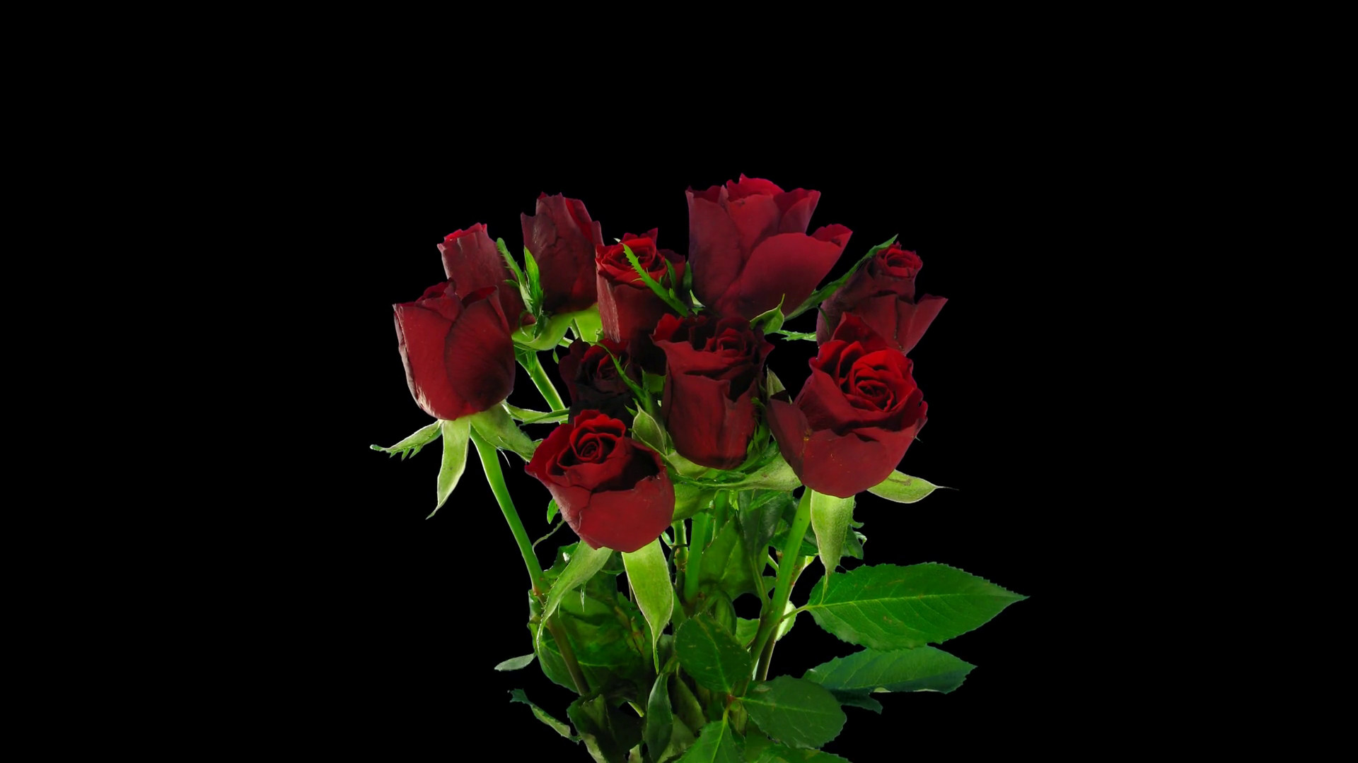1920x1080 Time-lapse of opening red roses bouquet 3x4 in 4K PNG+ format with ALPHA  transparency channel isolated on black background Stock Video Footage -  Storyblocks ...