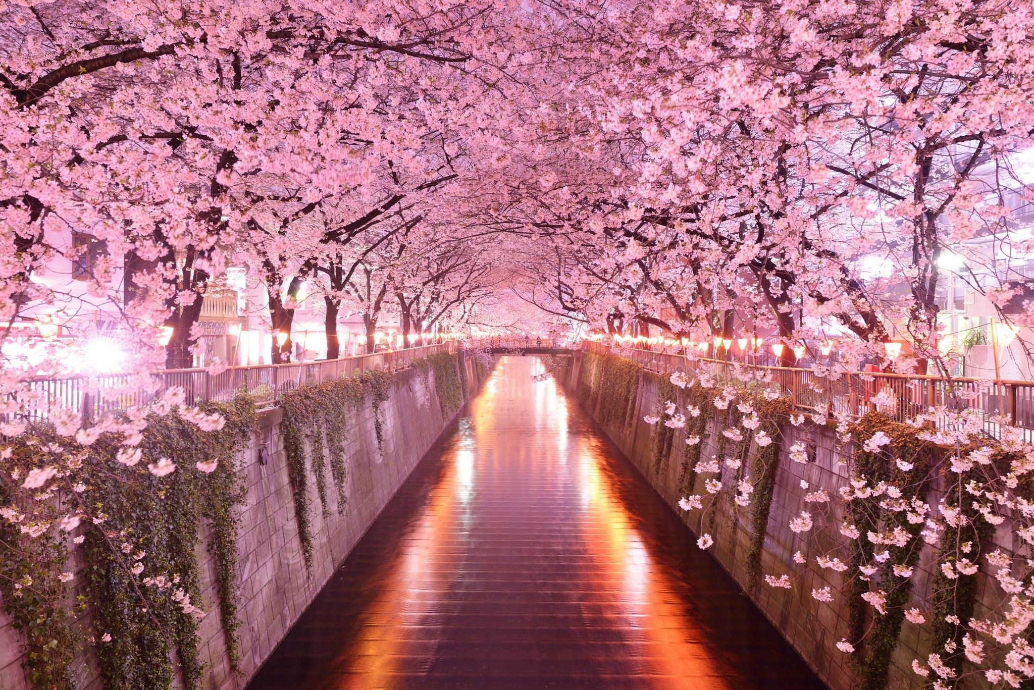 2048x1367 1440x1080 Sakura Cherry Blossom â¤ 4K HD Desktop Wallpaper ...