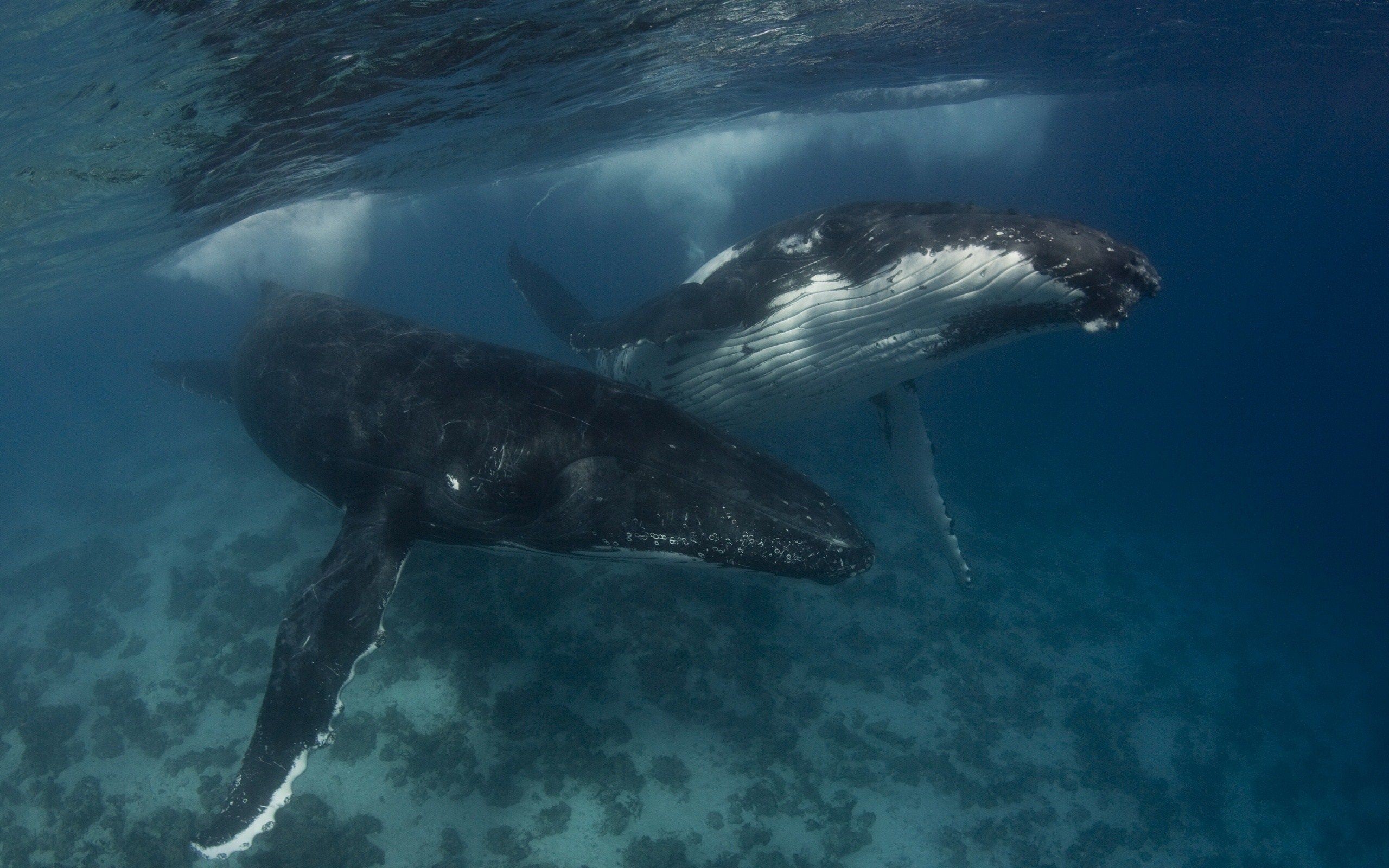 2560x1600 Blue-Whales-Underwater.jpg