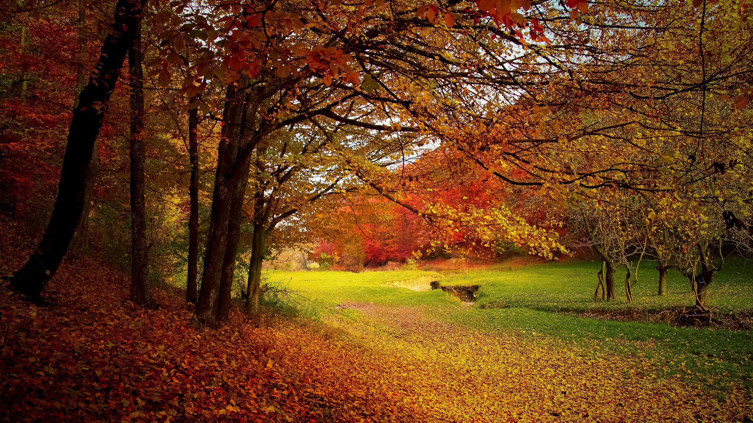 2560x1440 Colorful Autumn Season Wallpaper Free Download HD Wallpapers