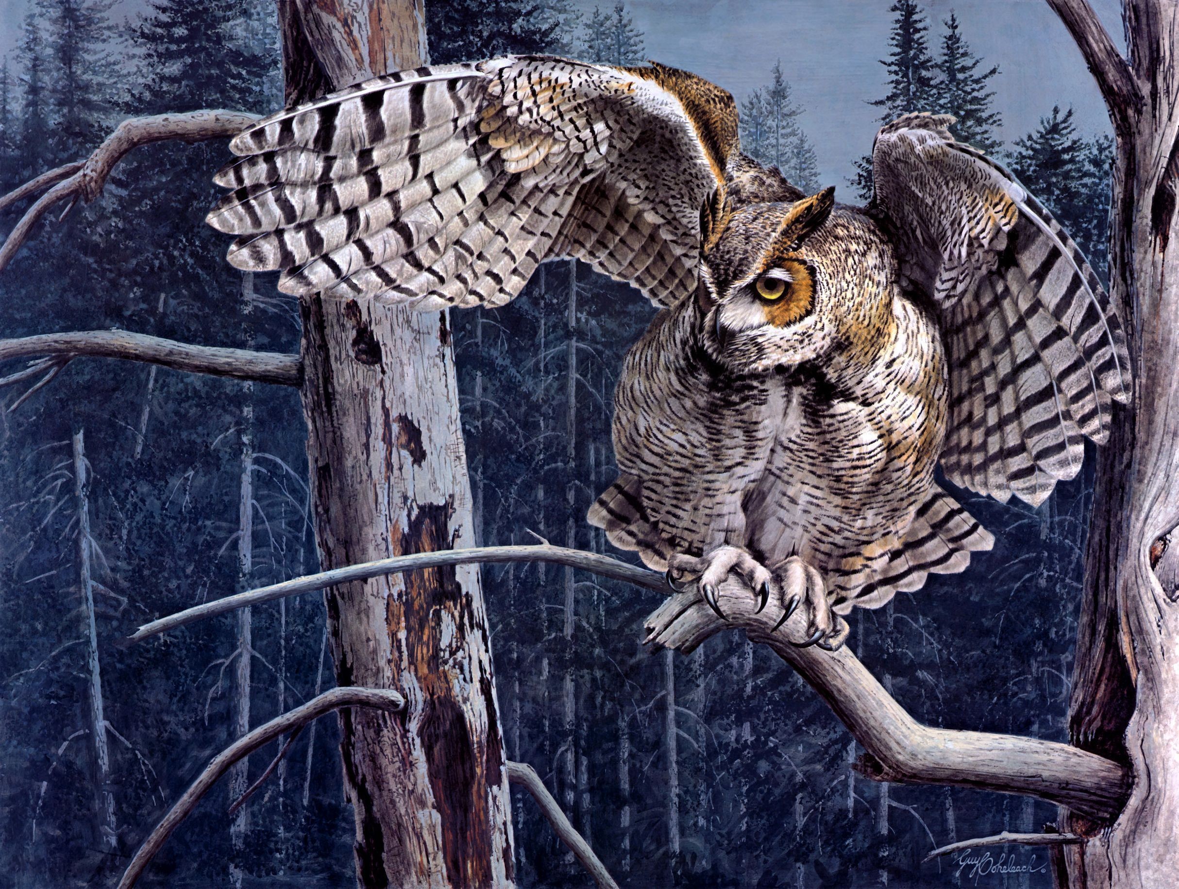 2428x1831 HD Wallpaper | Background Image ID:238146.  Animal Owl