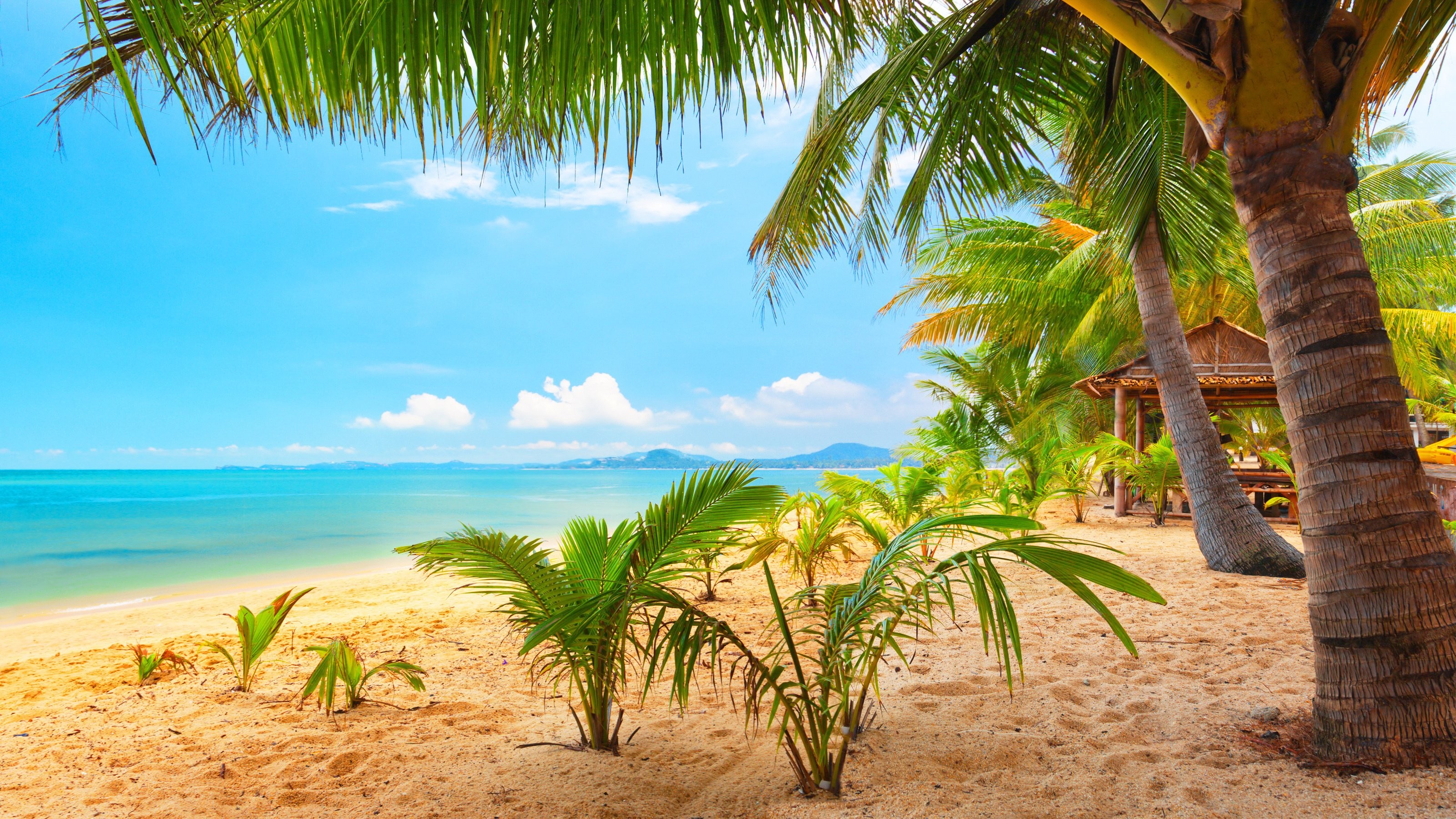 3200x1800 Sand sea palm trees summer beach sun wallpaper |  | 429431 |  WallpaperUP