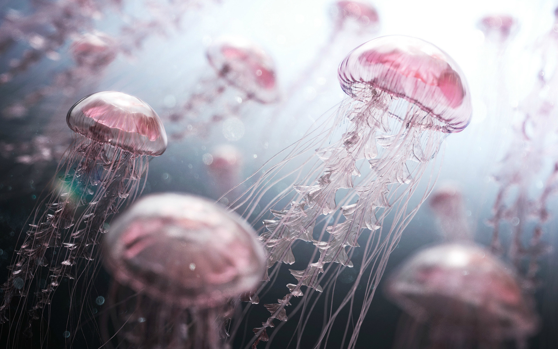 Jellyfish Wallpapers (69+ images)