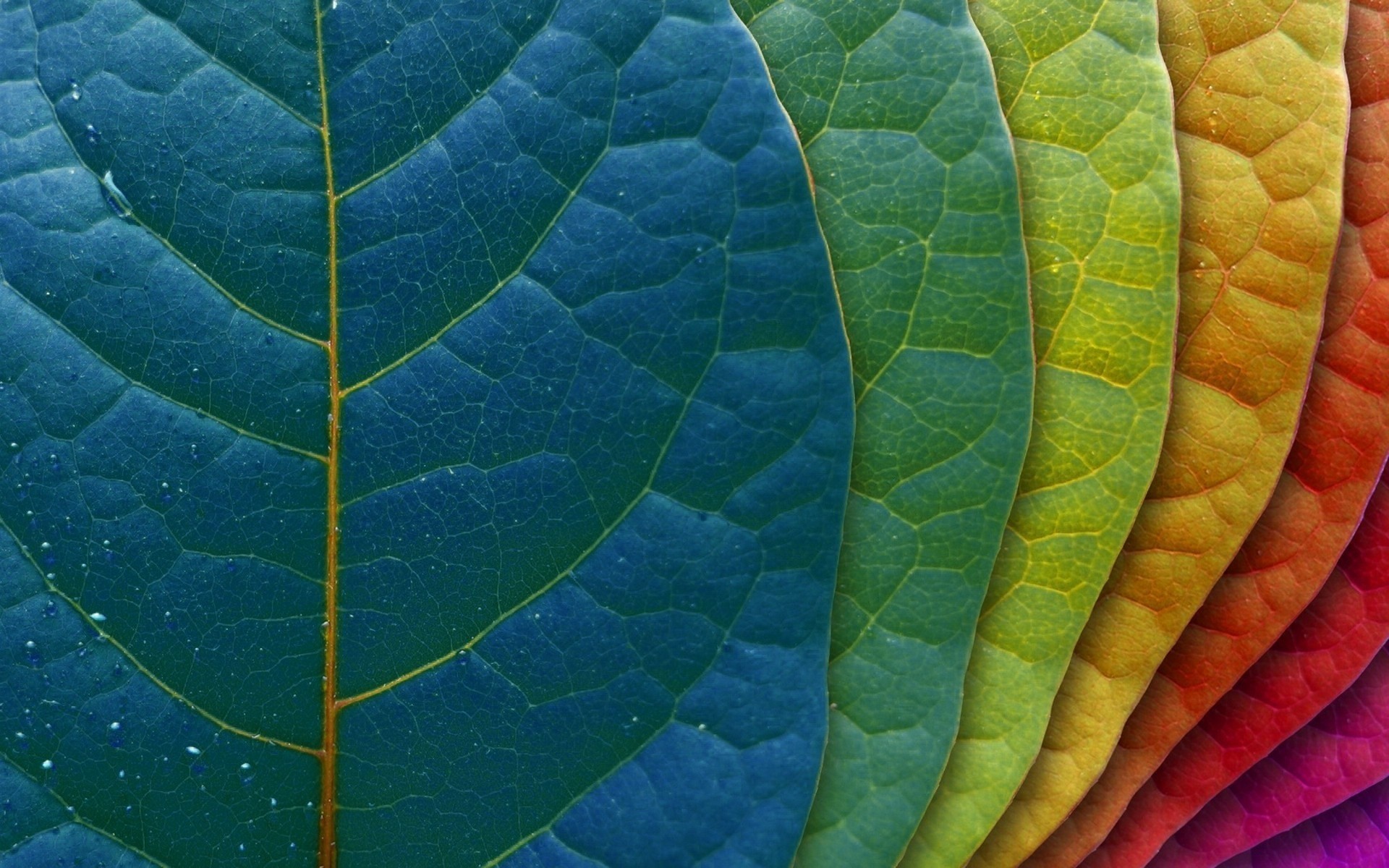 1920x1200 Colored leaves Wallpapers, Colored leaves Backgrounds, Colored .