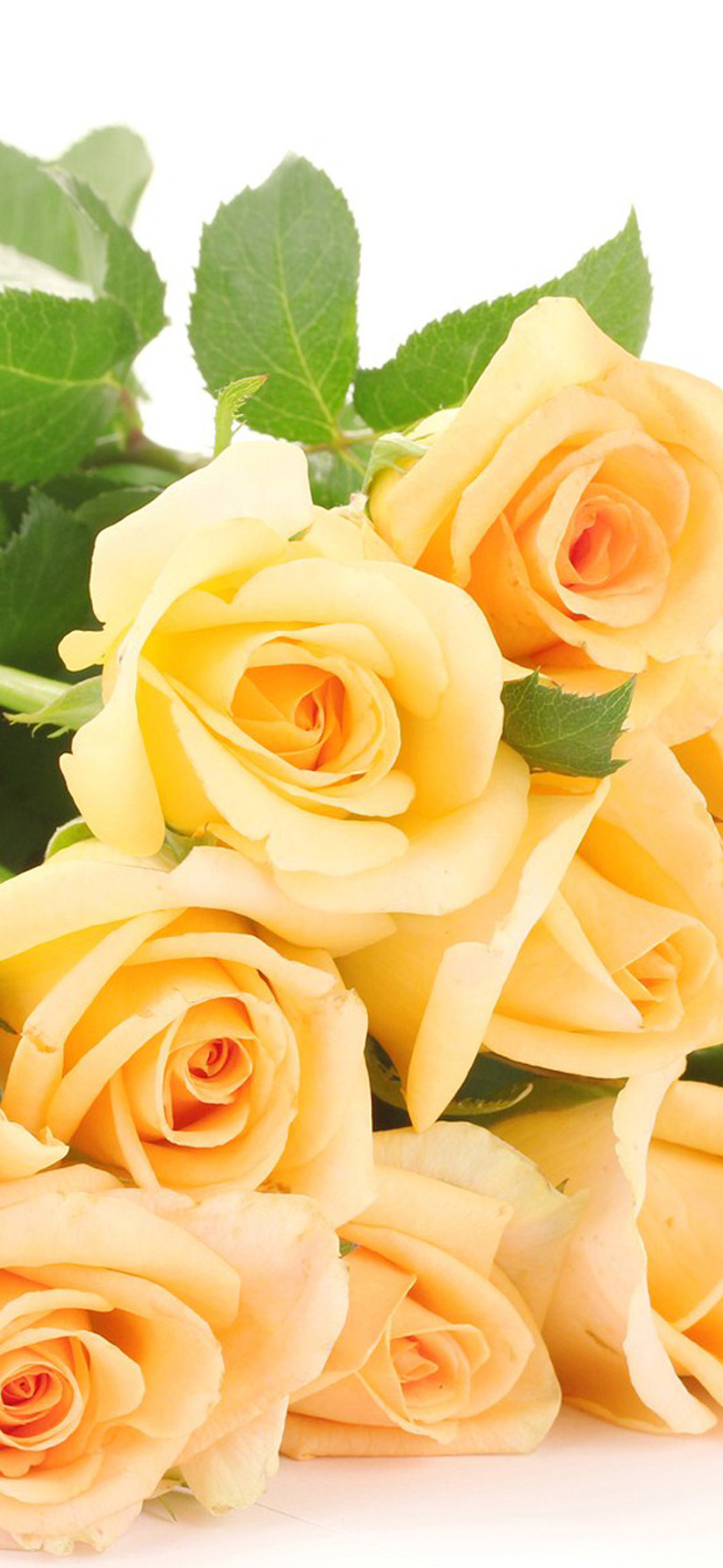 1125x2437 Yellow Roses Mothers Day iPhone X Wallpaper