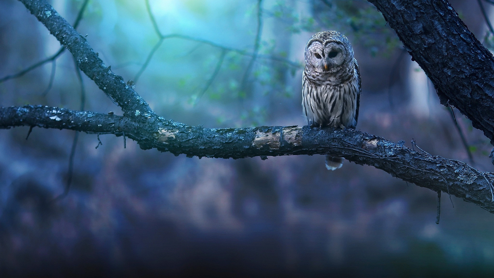 2048x1152 Tags: Owl
