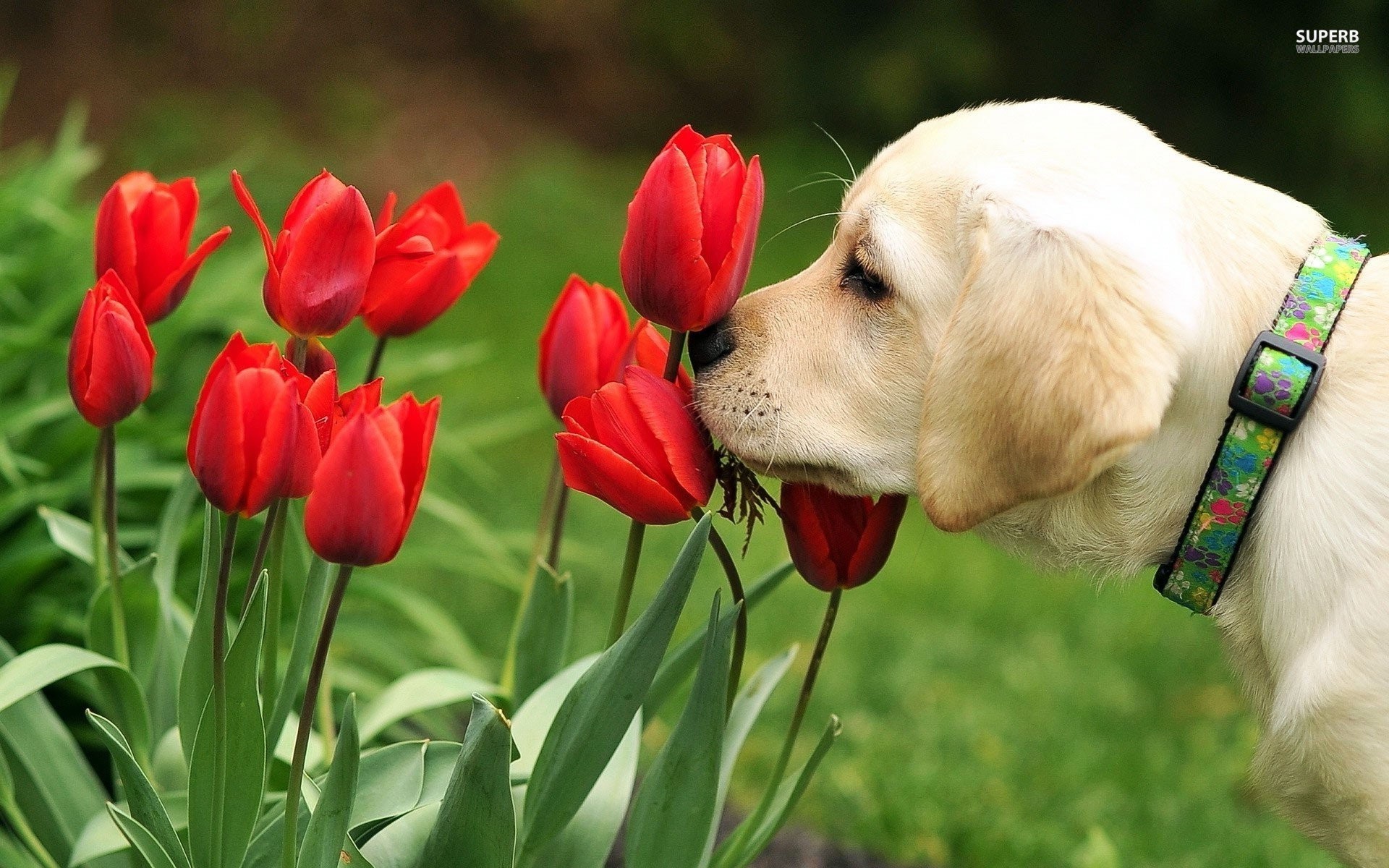 1920x1200 Golden Retriever Puppy Smelling The Tulips