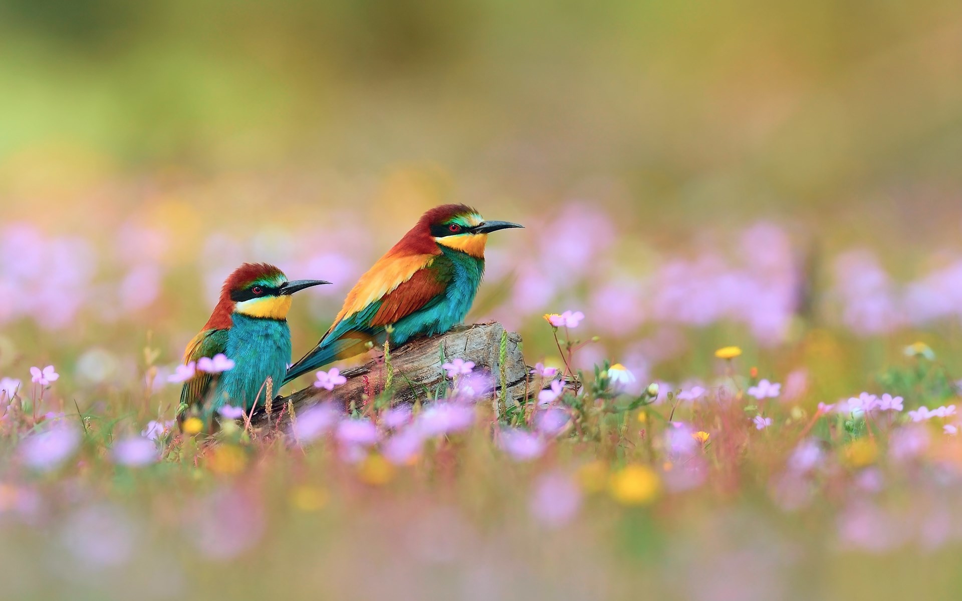 1920x1200 Spring Flowers And Birds Wallpaper Pictures 5 HD Wallpapers