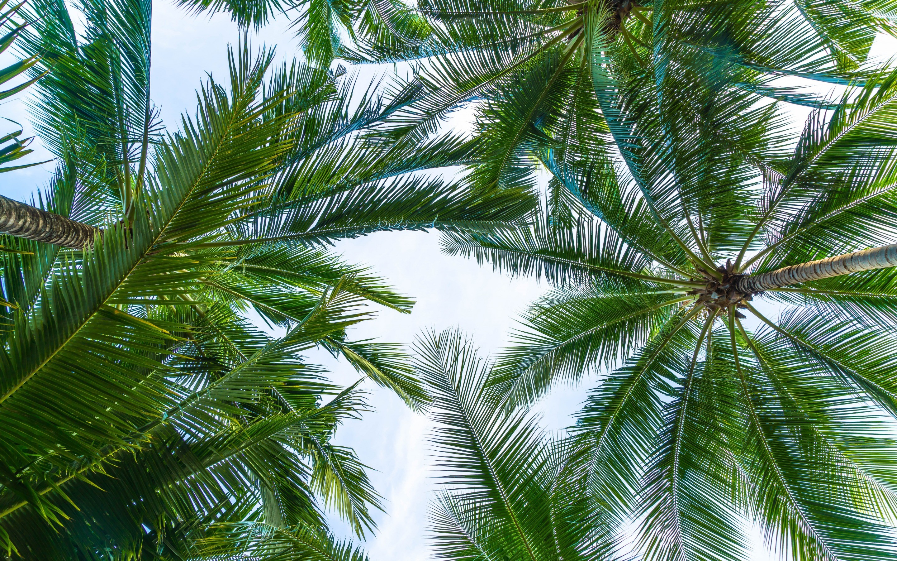 2880x1800 palm leaves, bottom view, sky, green leaves, tropical islands, palm trees