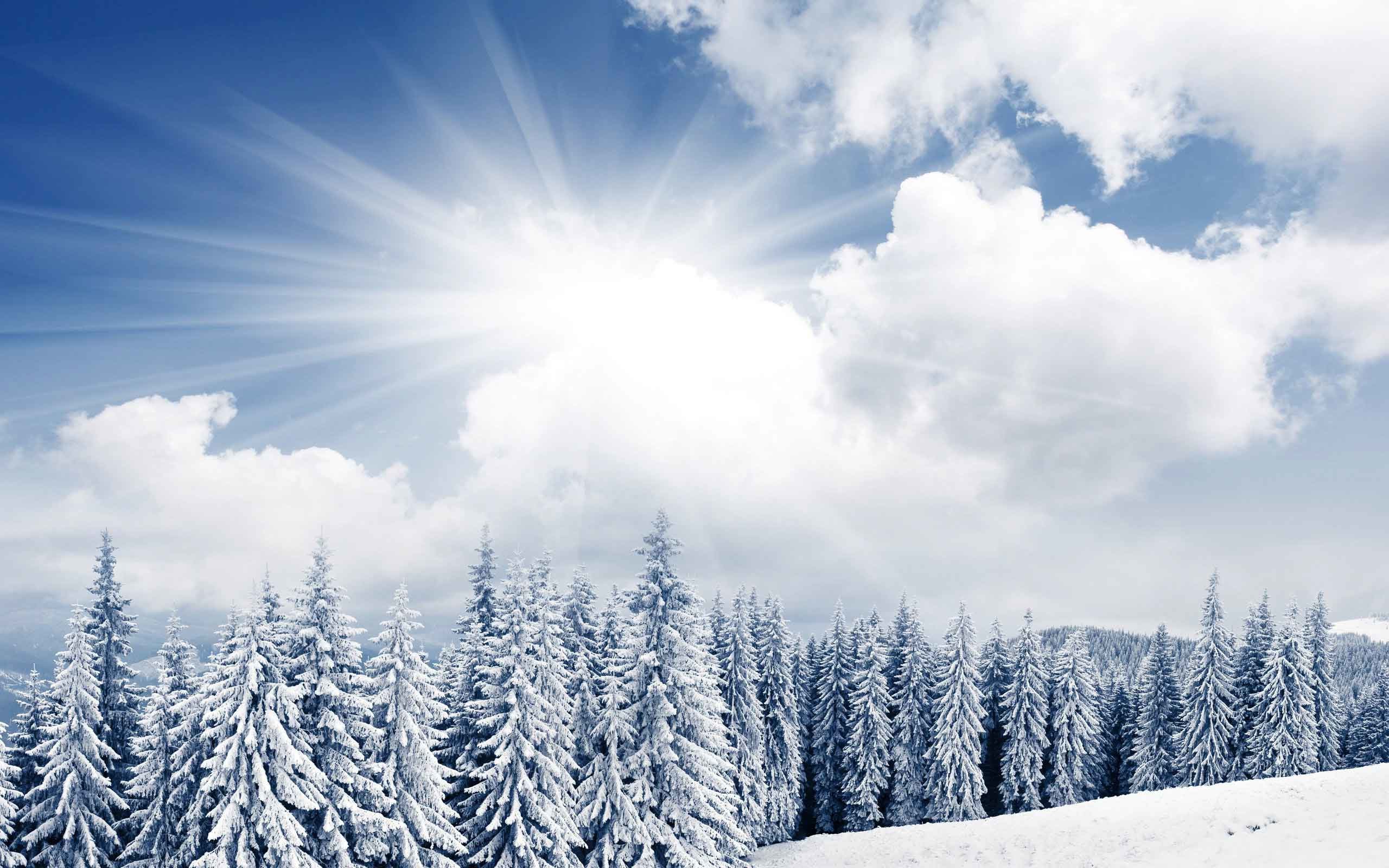 2560x1600 Trees Landscape Winter Snow Nature Scene Wallpaper Download