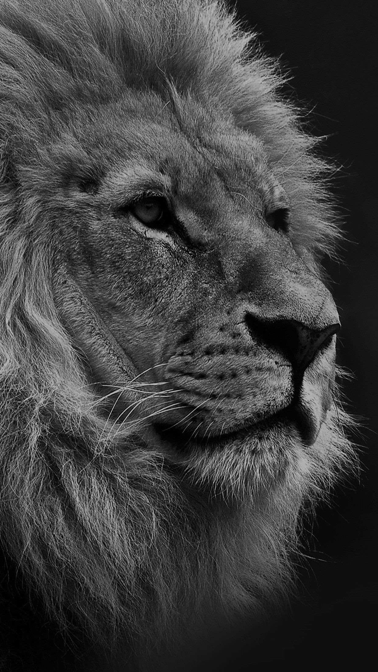1242x2208 national geographic nature animal lion dark bw iphone 7 wallpaper