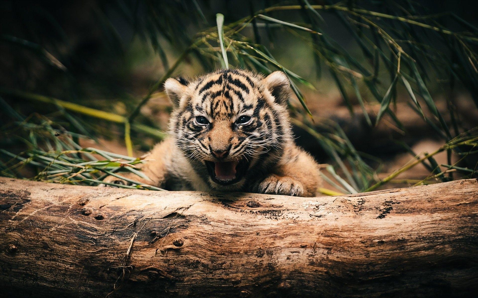 1920x1200 Pix For > Cute Tigers Cubs Wallpaper