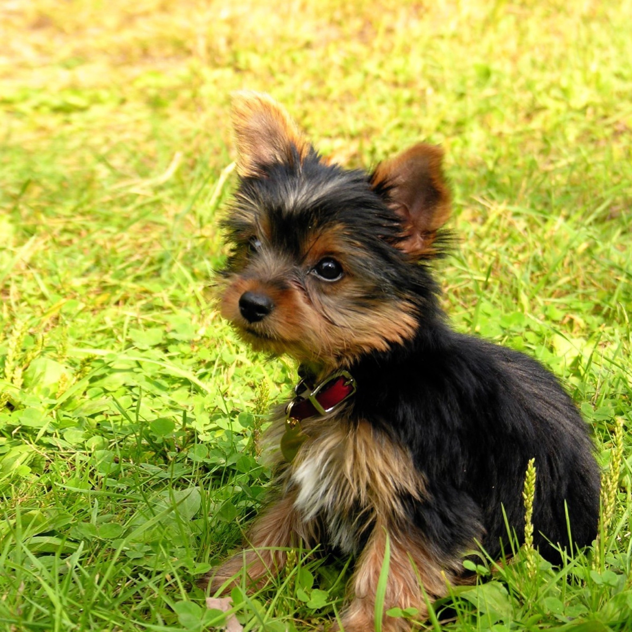 2048x2048  Wallpaper yorkshire terrier, puppy, baby, dog, grass