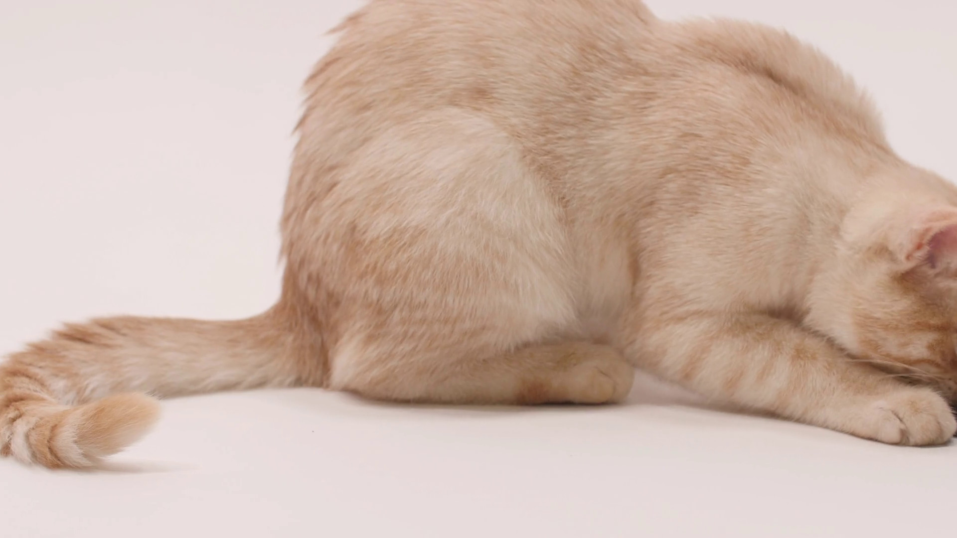 1920x1080 Cute Cat Gets Up And Walks Off White Background