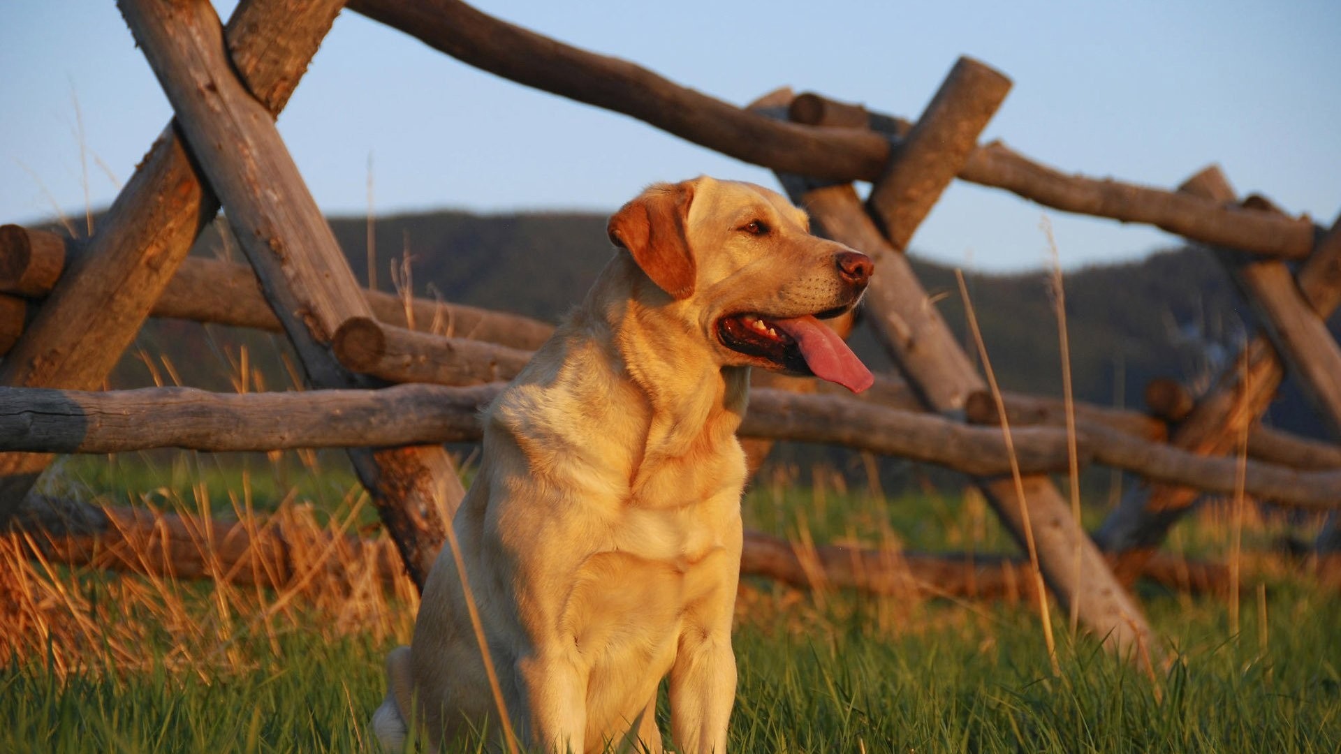 1920x1080  Wallpaper labrador, sunset, grass, fence, waiting for, dog