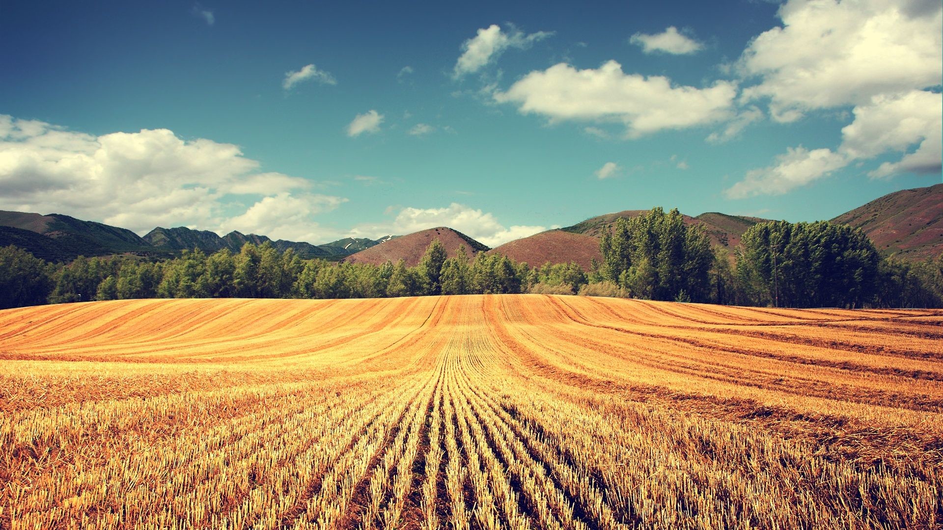 1920x1080  YI:542 - Harvest Wallpapers, Harvest HD Pictures - 38 Free Large  Images