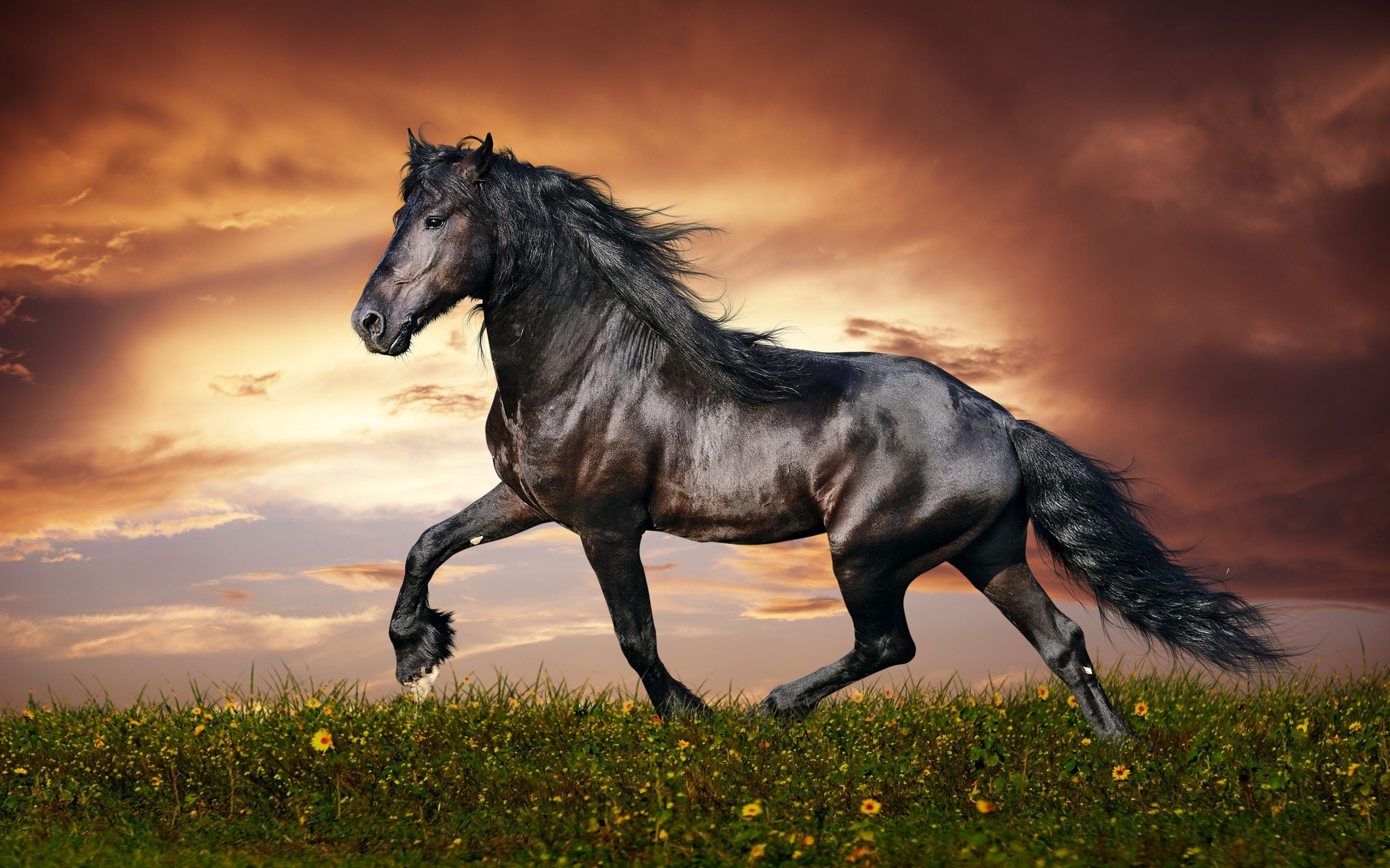2880x1800 Greatest Most Beautiful Wallpaper In The World Of A Horse