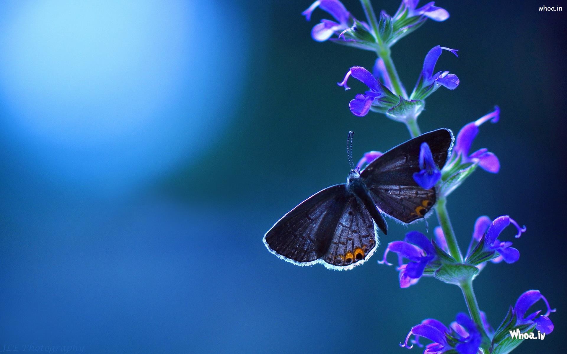 1920x1200 WhatsAppGoogle +. Beautiful Purple Butterfly Setting On The Flower HD  Wallpaper