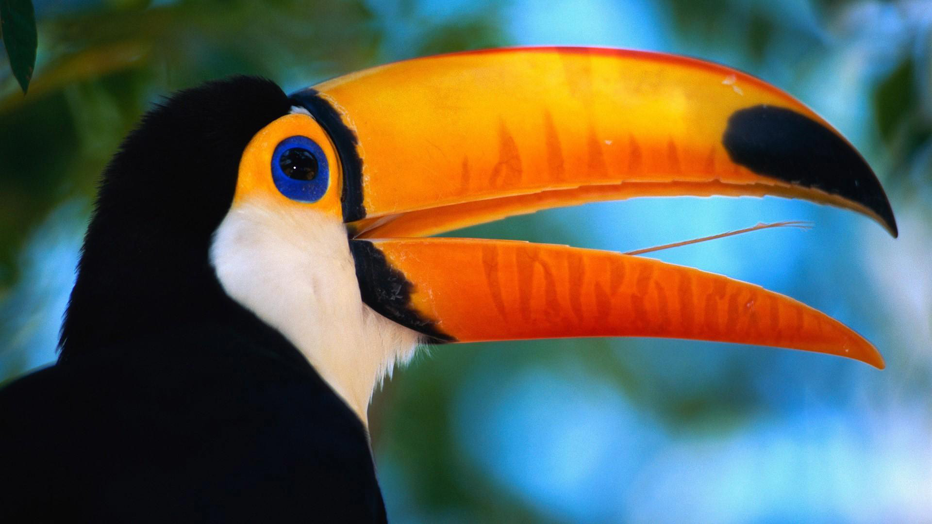 1920x1080 Toco-Toucan HD Wallpapers Free Download