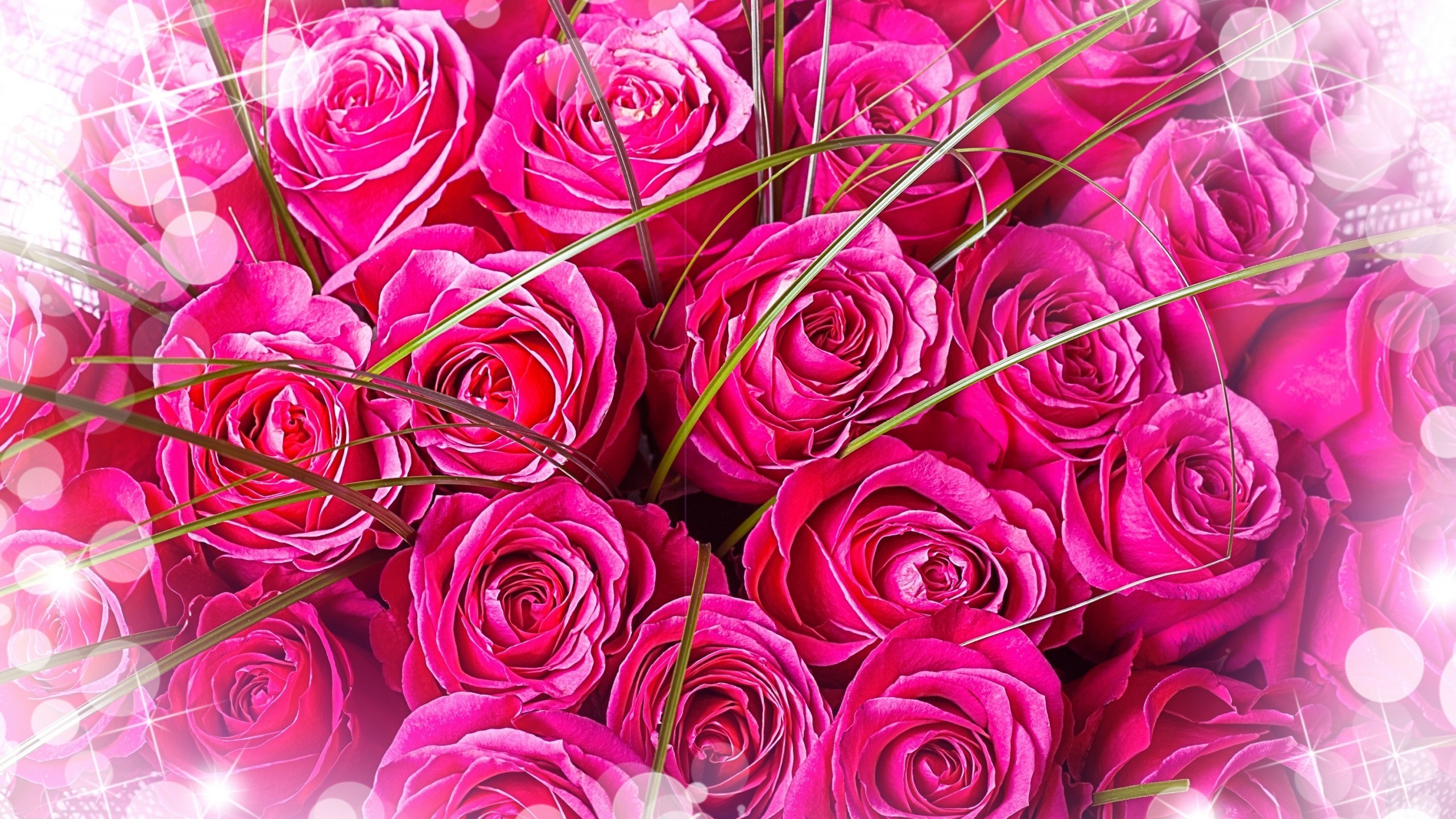 2560x1440 Tags: Pink Roses ...