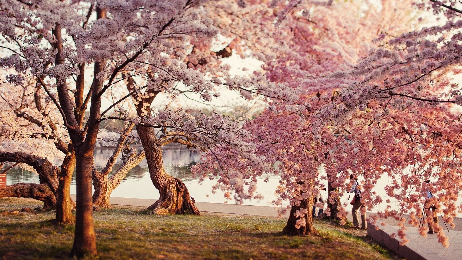 1920x1080 Cherry Blossom Computer Wallpapers (6 Wallpapers)
