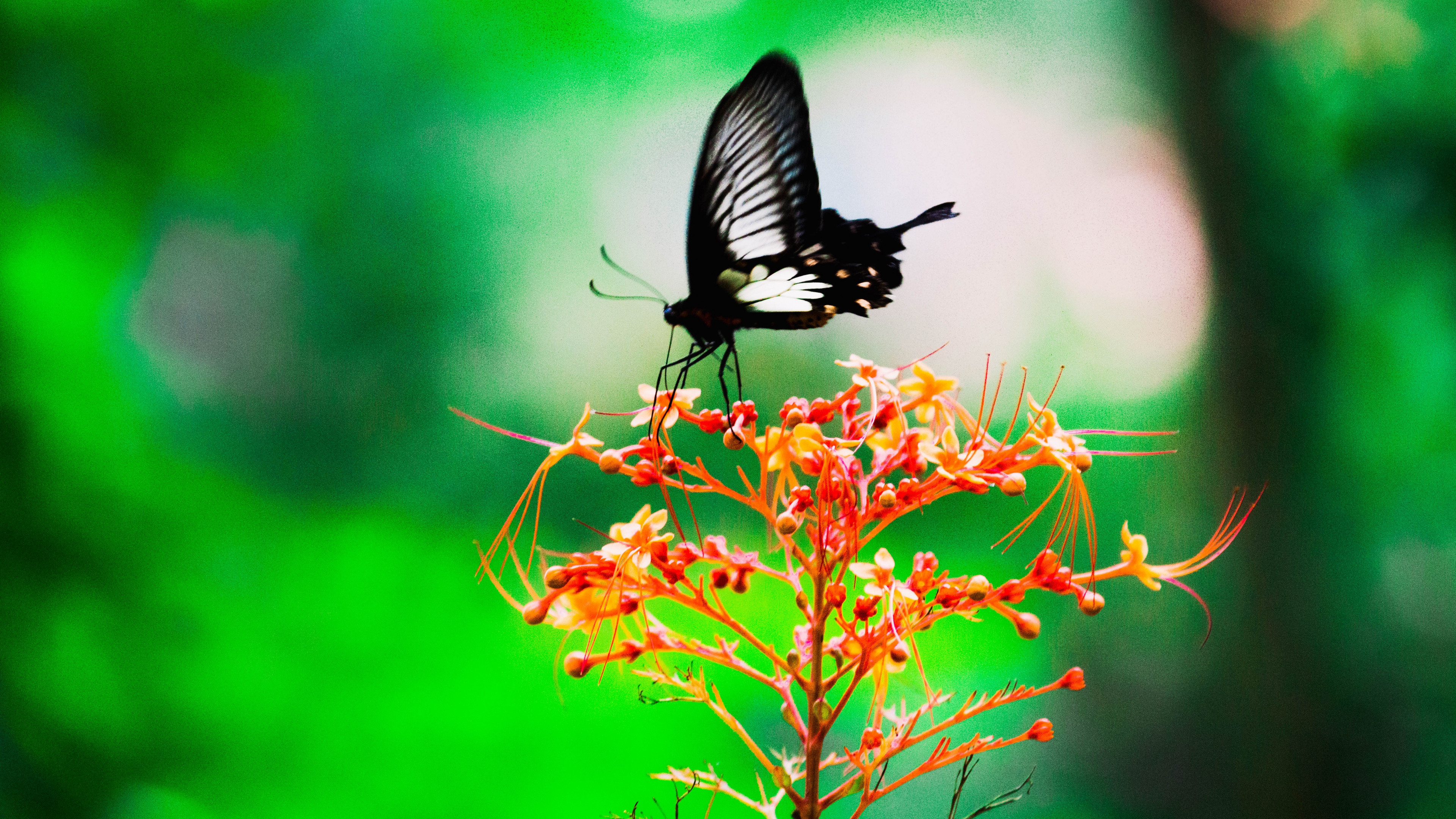 3840x2160  wallpaper Black, butterfly, insect, sit, blur
