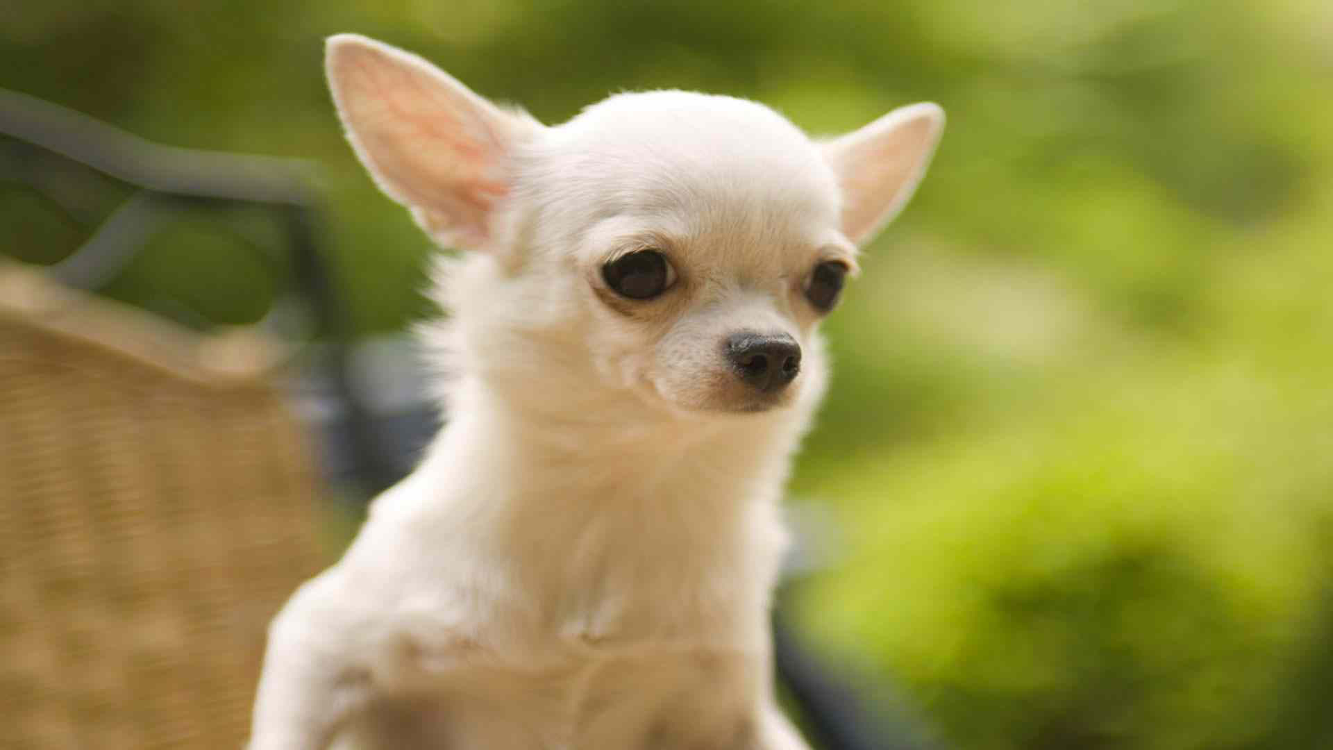 Cute Chihuahua Dogs Wallpapers  Top Free Cute Chihuahua Dogs Backgrounds   WallpaperAccess