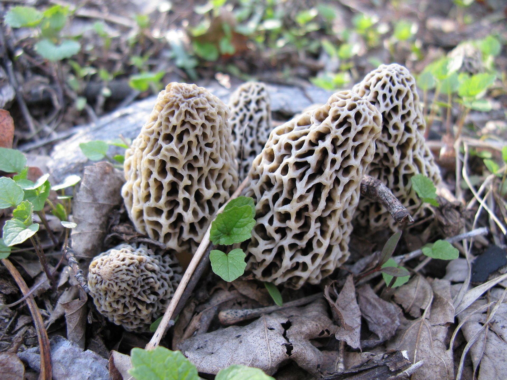 1920x1440 How to Make Your Morel Harvest Successful