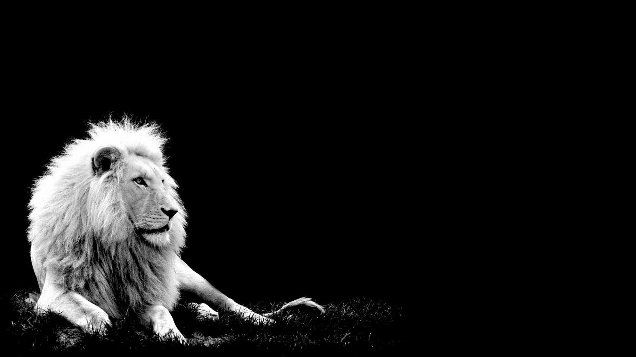 2048x1152 Awesome White Lion black background pictures