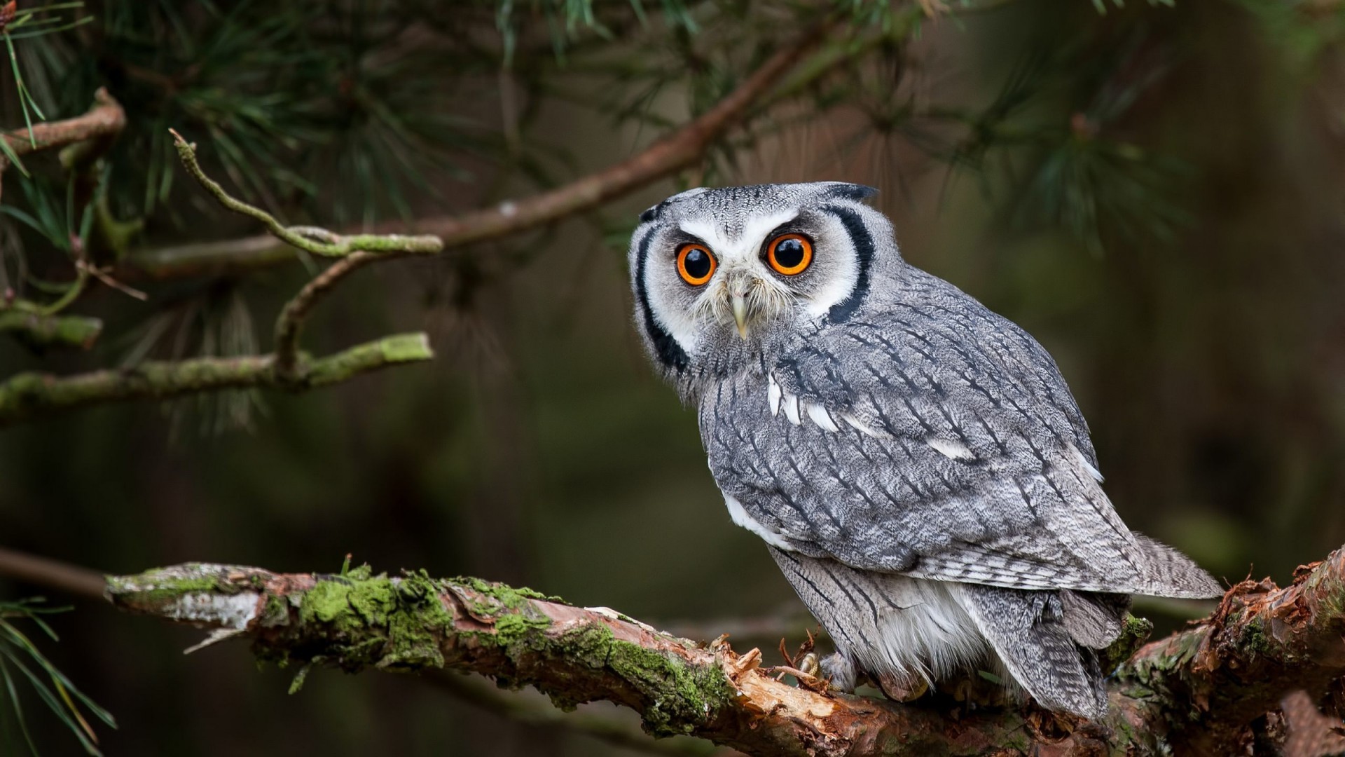 1920x1080 Northern White Faced Owl Wallpaper
