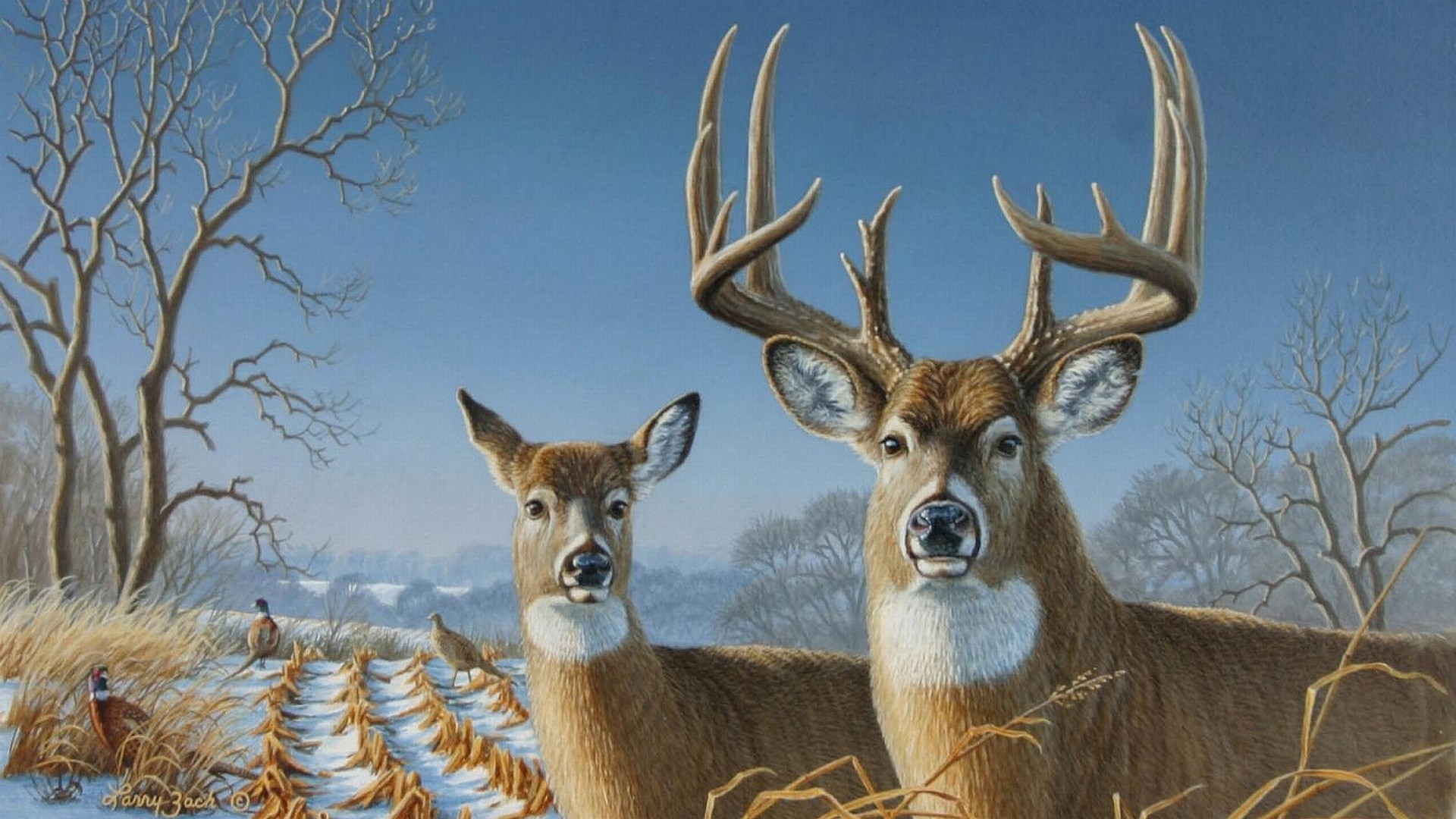 1920x1080 Whitetail Deer Wallpaper Screensaver