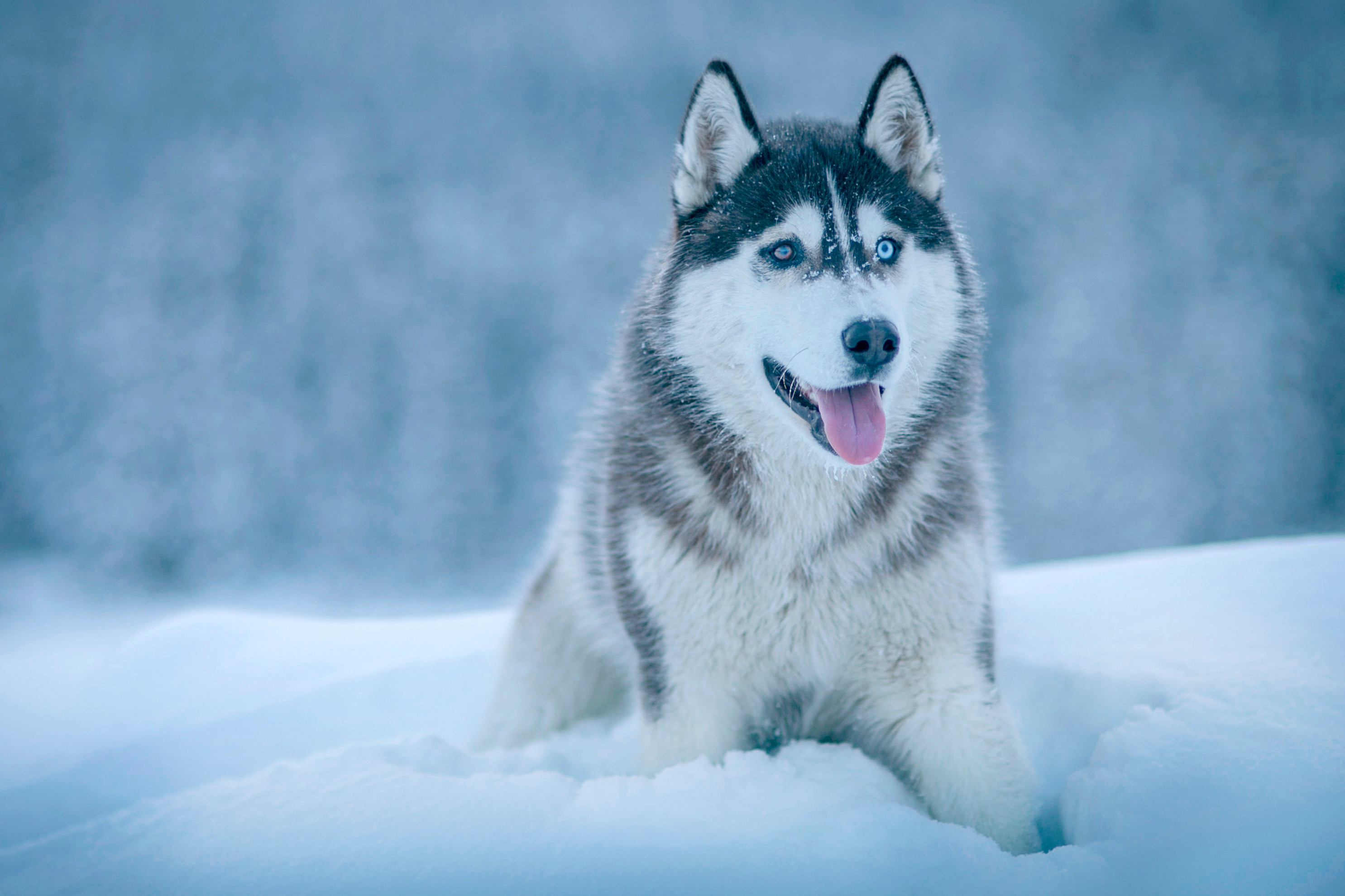 2971x1980 snow winter dog wolf Siberian Husky Alaskan Malamute husky mammal  vertebrate saarloos wolfdog dog like mammal