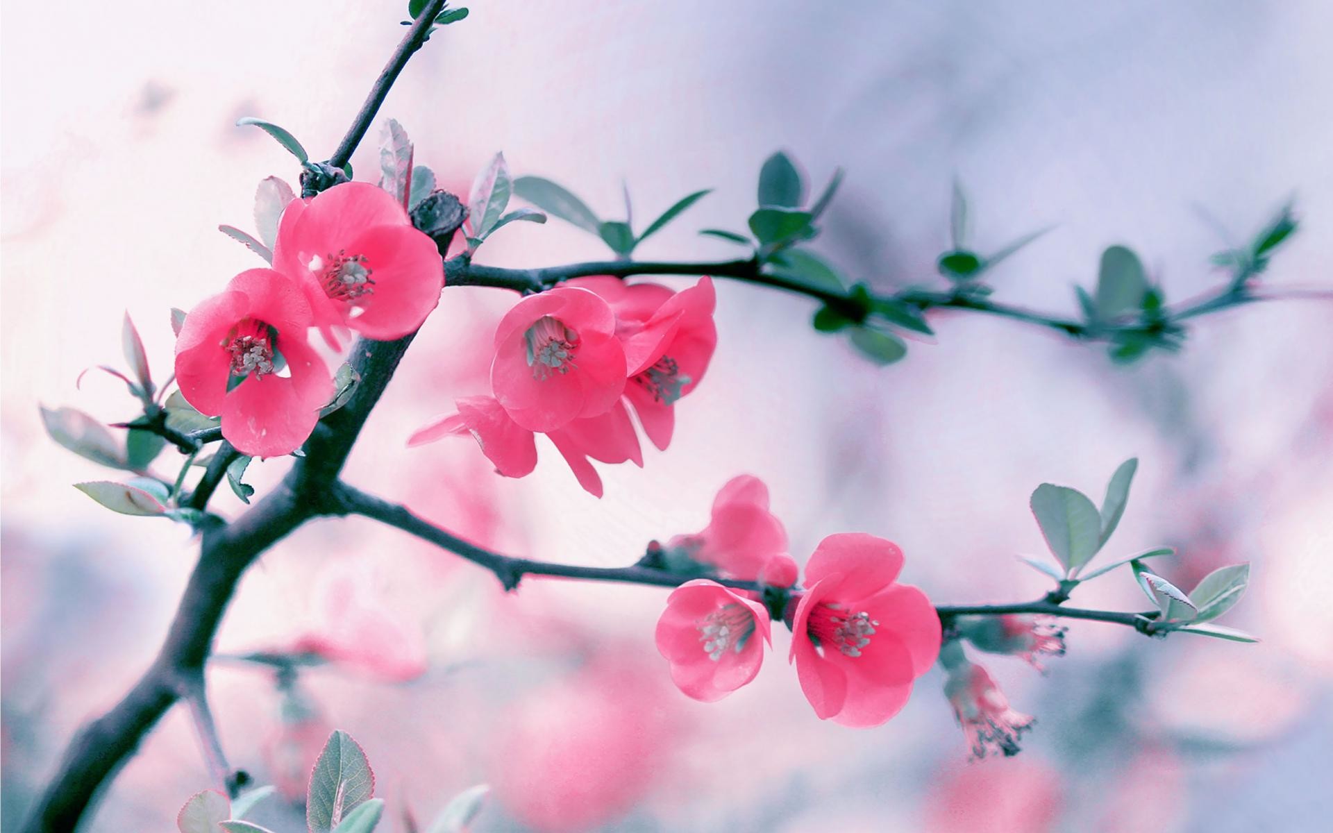 1920x1200 Blossom Pictures. . Birthday Wallpaper