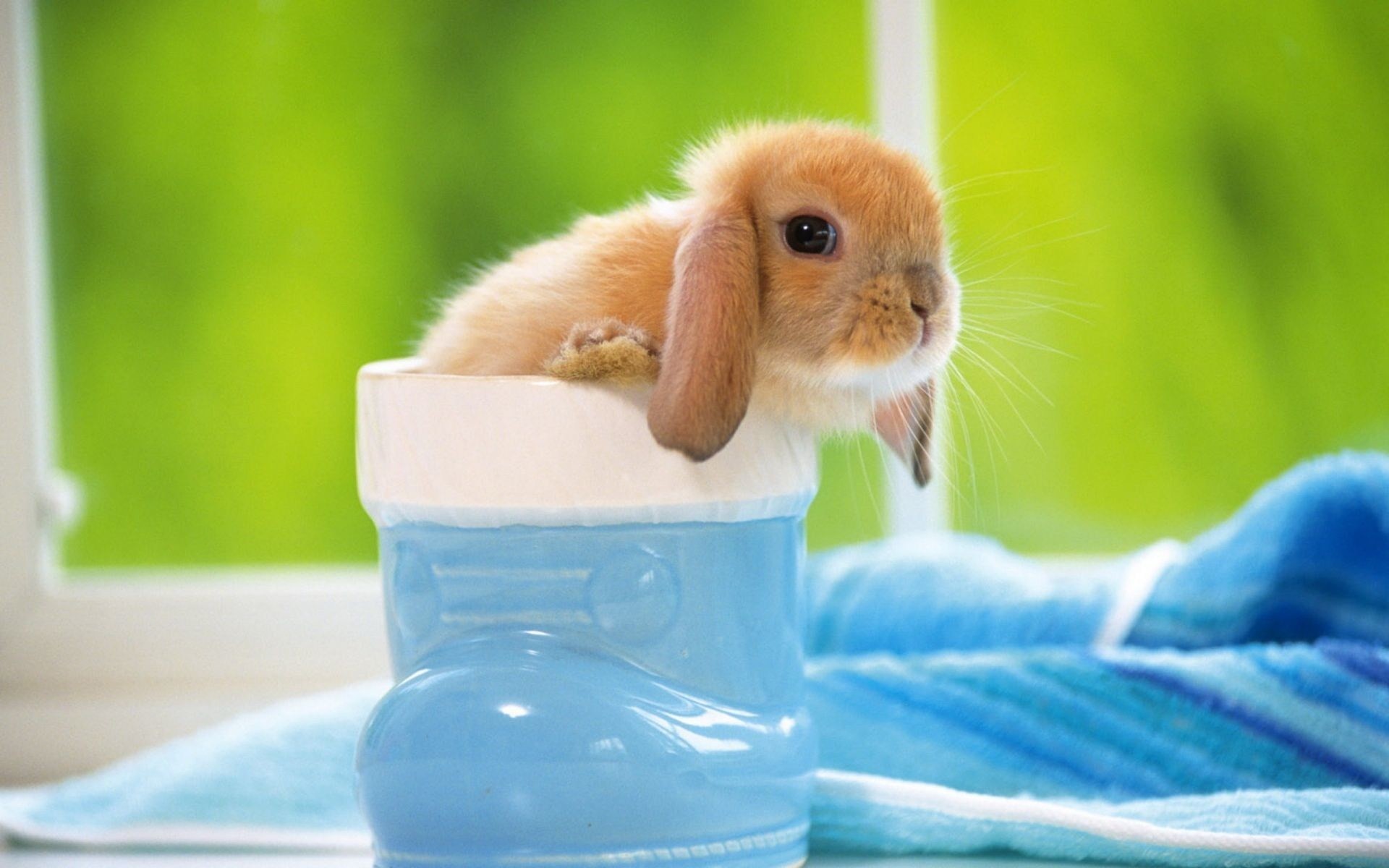 1920x1200 Baby Bunny Wallpapers 69 Background Pictures Cute Rabbits Wallpaper