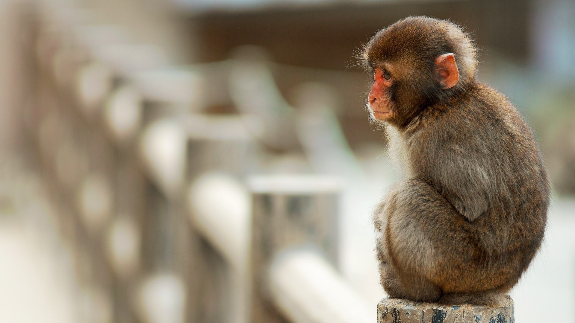 1920x1080 undefined Monkey Wallpaper (46 Wallpapers) | Adorable Wallpapers