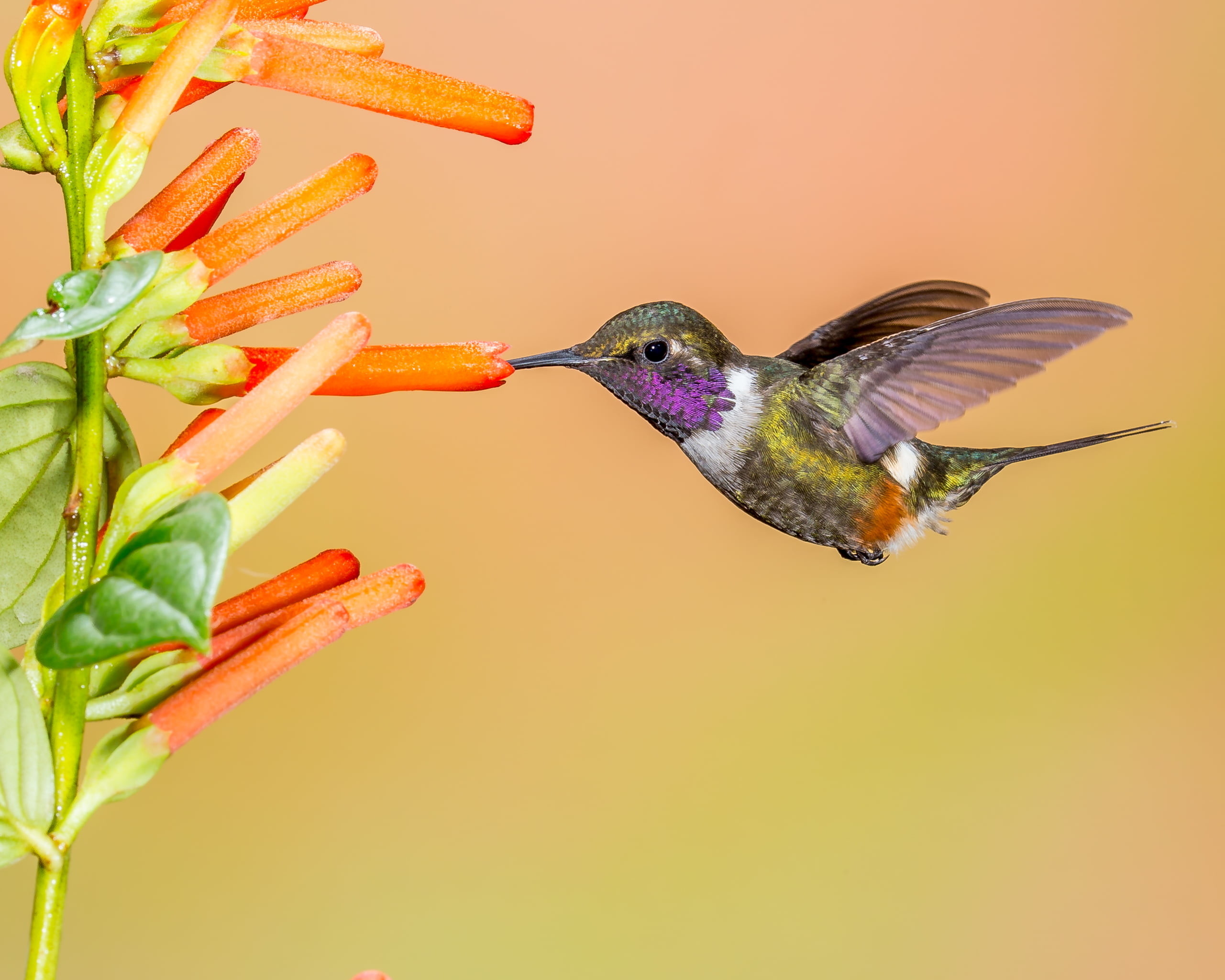2561x2049 yellow and black humming bird with sniffing flower HD wallpaper