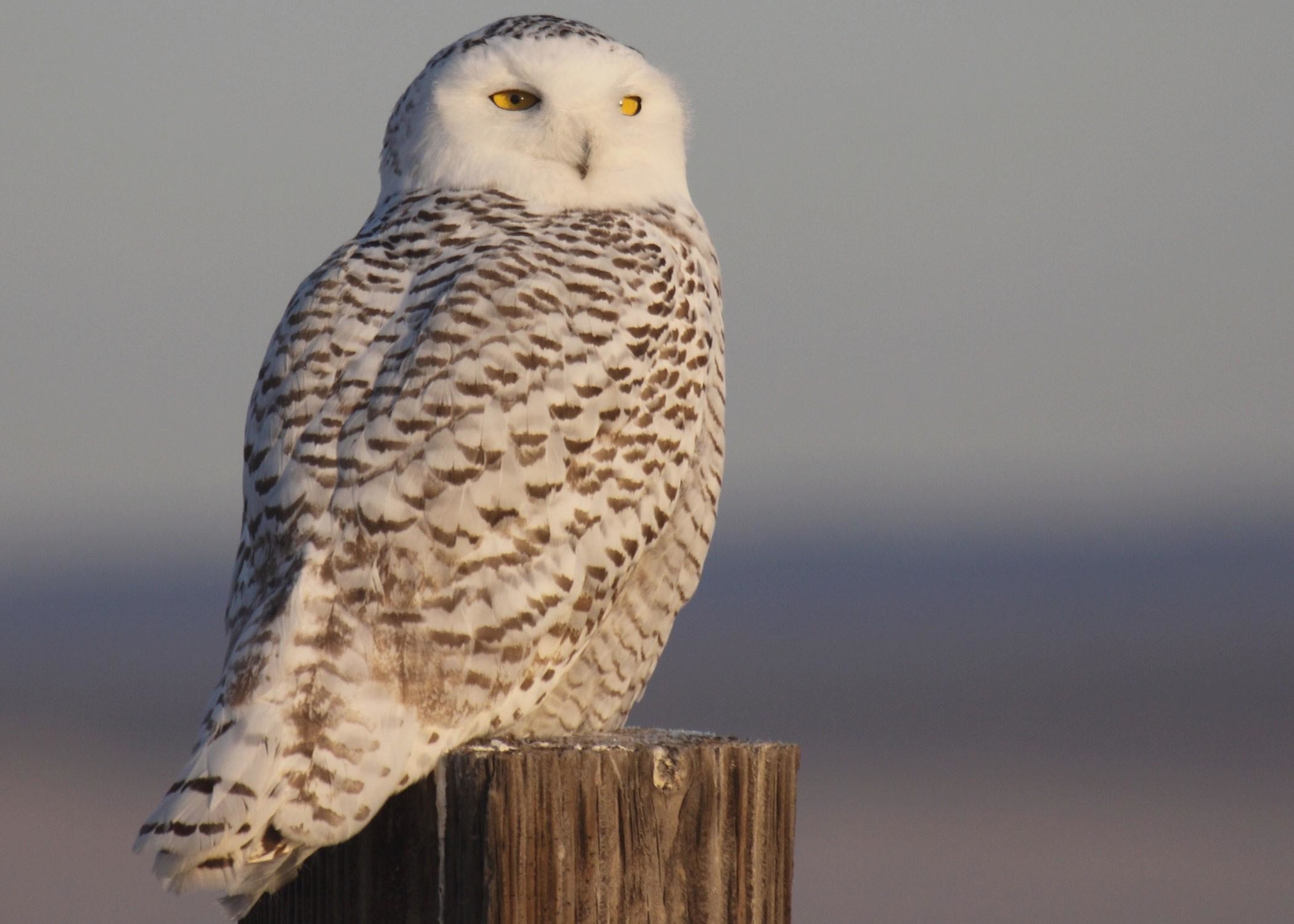 2100x1500 Snowy Owl wallpapers for iphone