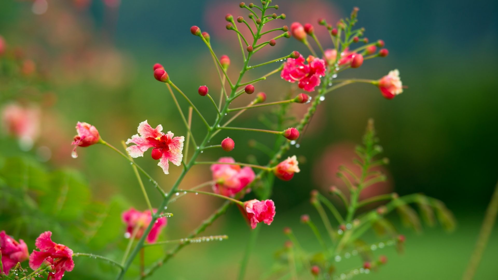 1920x1080 #DD6666 Color - Pretty Green Pink Beautiful Flowers Drops Colors Grass  Flower Background Hd Images