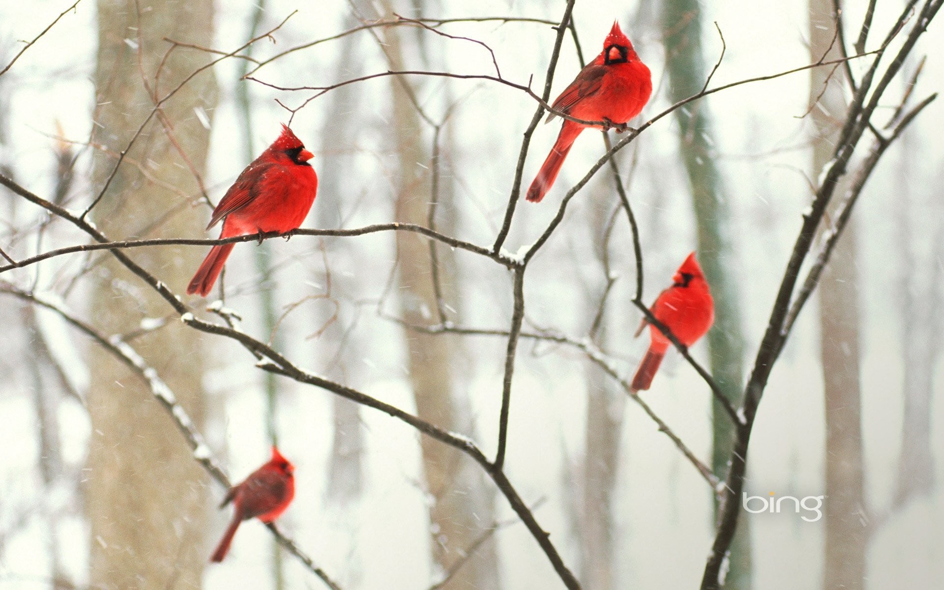 Cardinal Birds in Snow Wallpaper (47+ images)