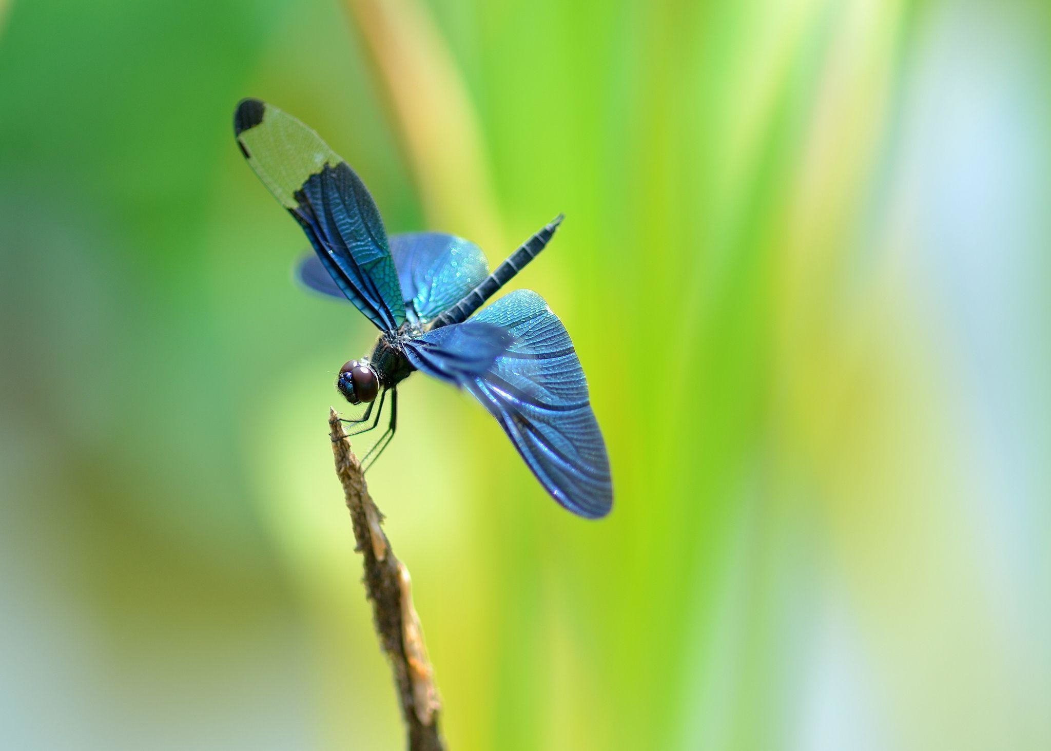 2048x1463 Blue Dragonfly Wallpaper For Android #3707 Wallpaper | Wallpaper .