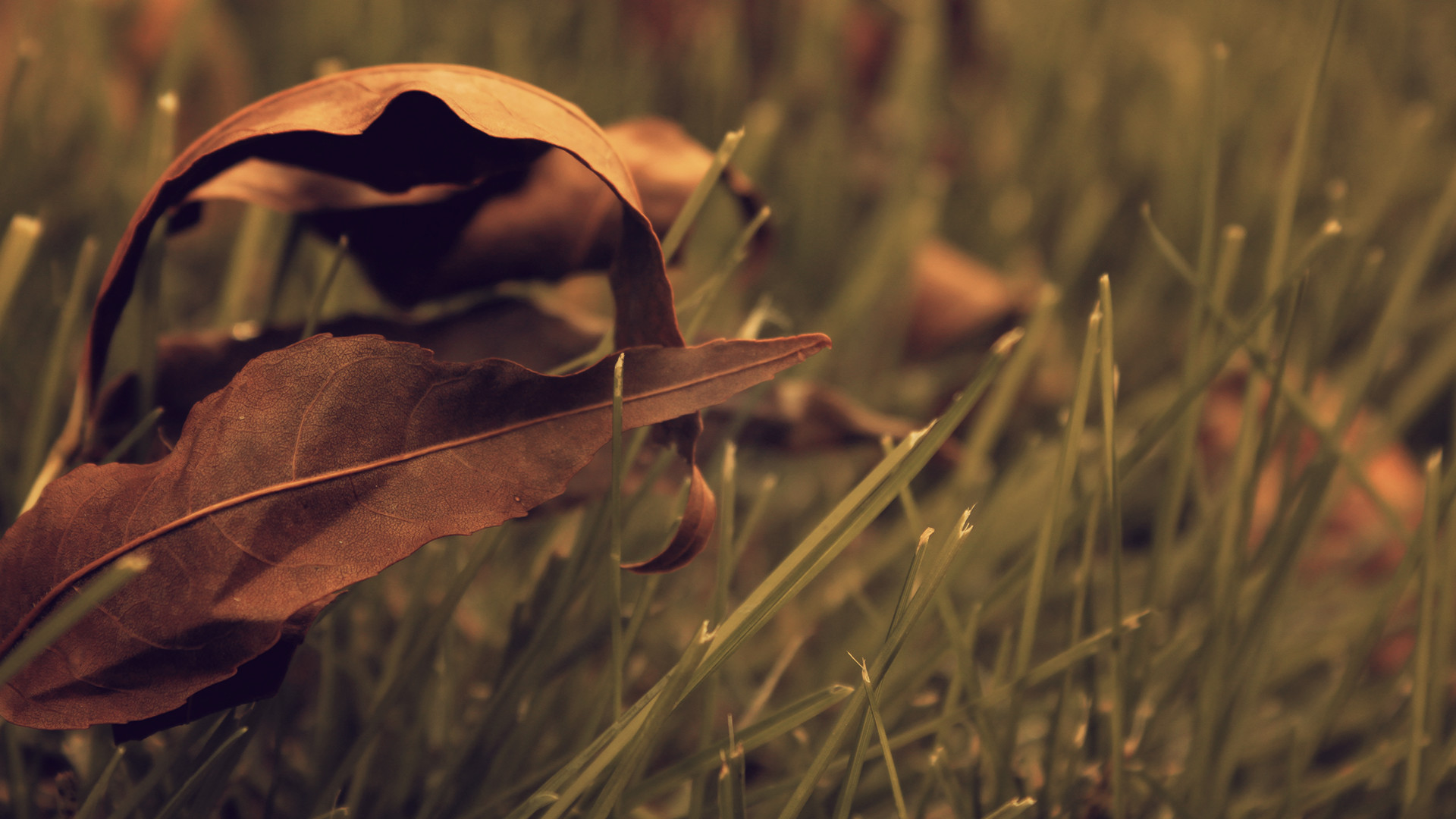 1920x1080 Best Brown Leaf Wallpaper for Android