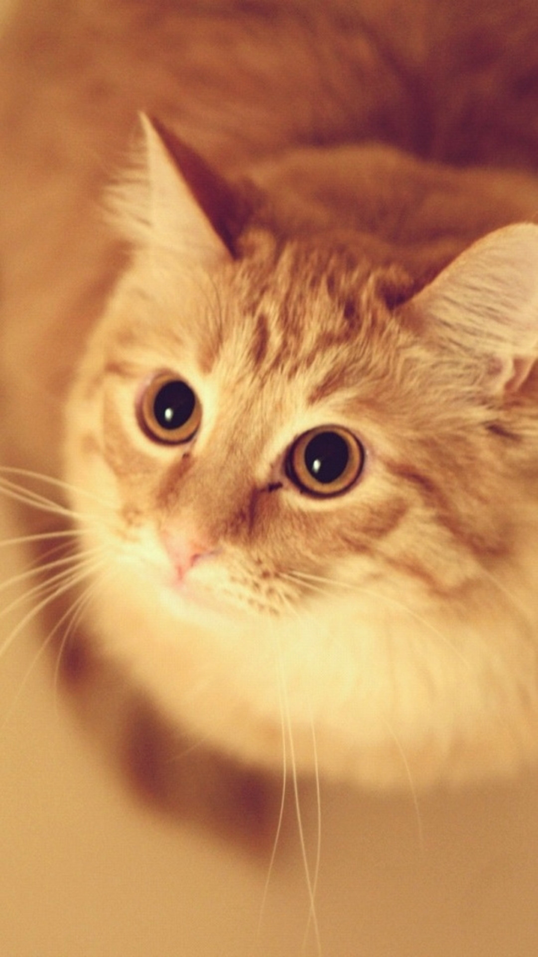 1080x1920 Cute Pet Kitten Cat Animal Blur iPhone 6 wallpaper