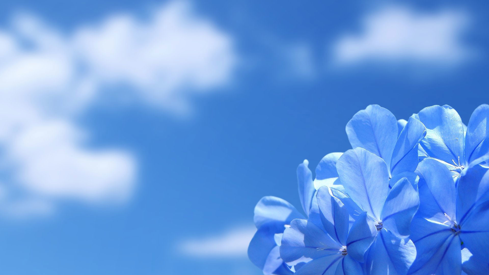 1920x1080 hd pics photos flowers blue sky desktop background wallpaper
