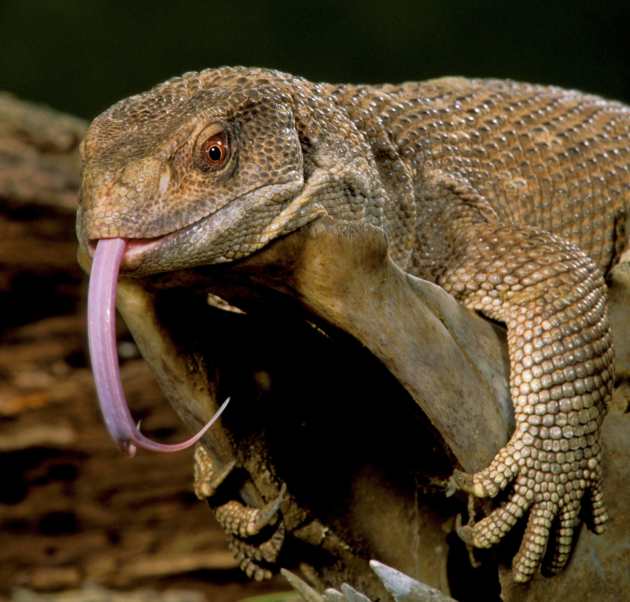 2048x1957 Big Lizard with Tongue out