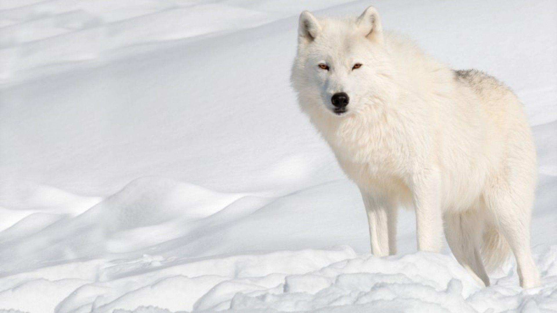 1920x1080 Wallpapers For > Arctic Wolf Wallpapers