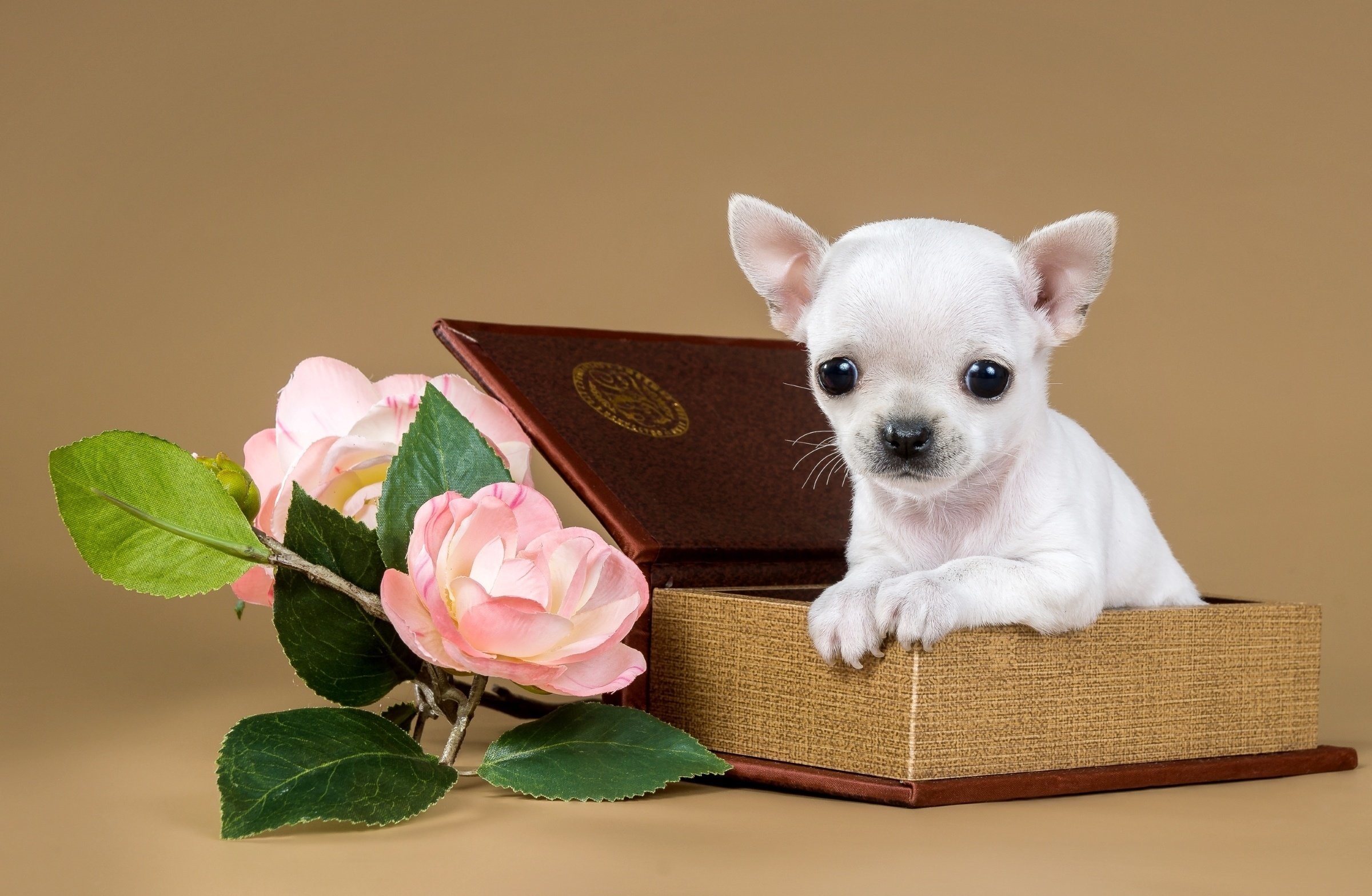 2400x1567 Chihuahua puppy dog flowers jewelry box g wallpaper |  | 719412 |  WallpaperUP